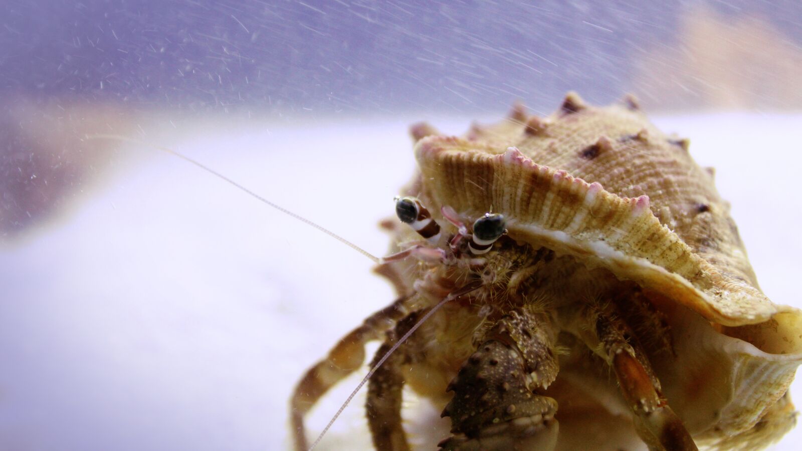 Canon EOS 1300D (EOS Rebel T6 / EOS Kiss X80) sample photo. Kerala, india, hermit crab photography