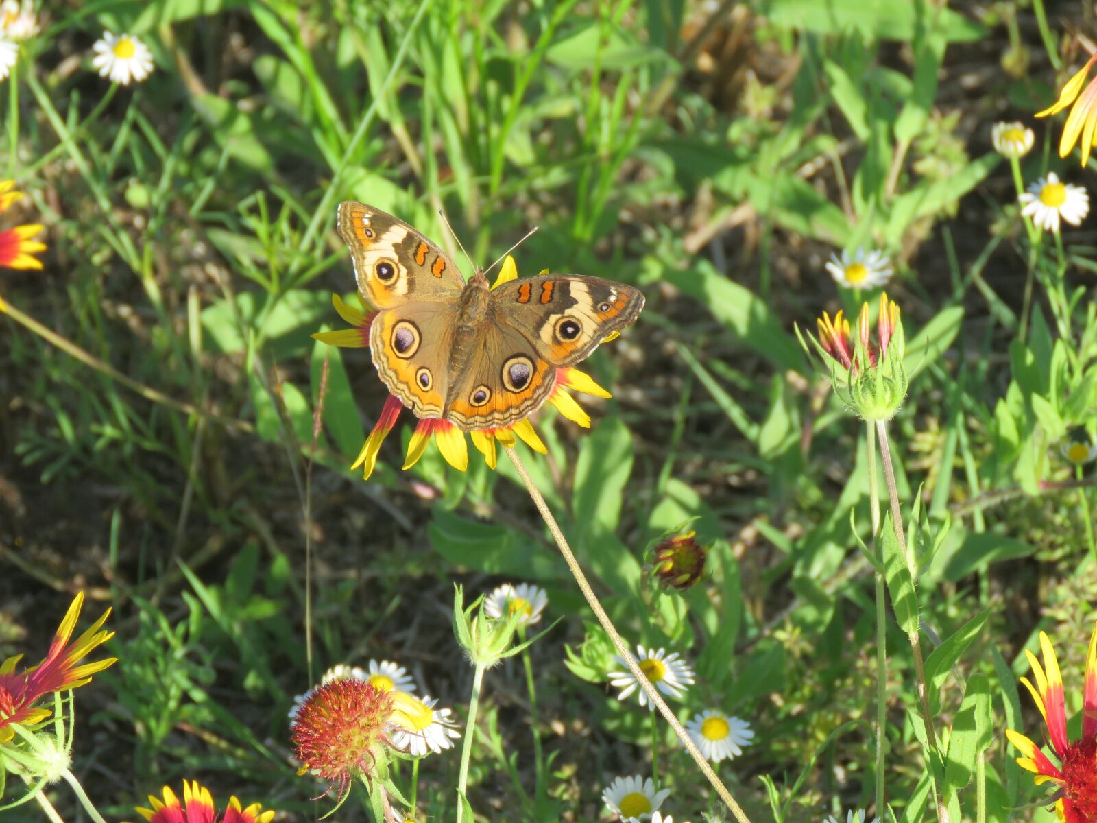 Canon PowerShot SX60 HS sample photo. Butterfly, insect, wildflowers photography