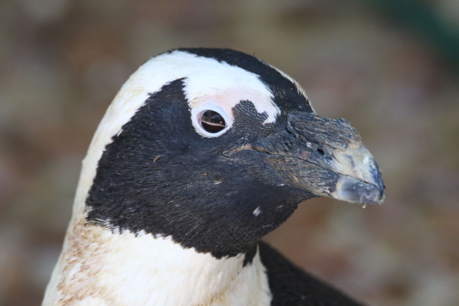 Canon EOS 7D Mark II sample photo. Animal, beak, black, and photography