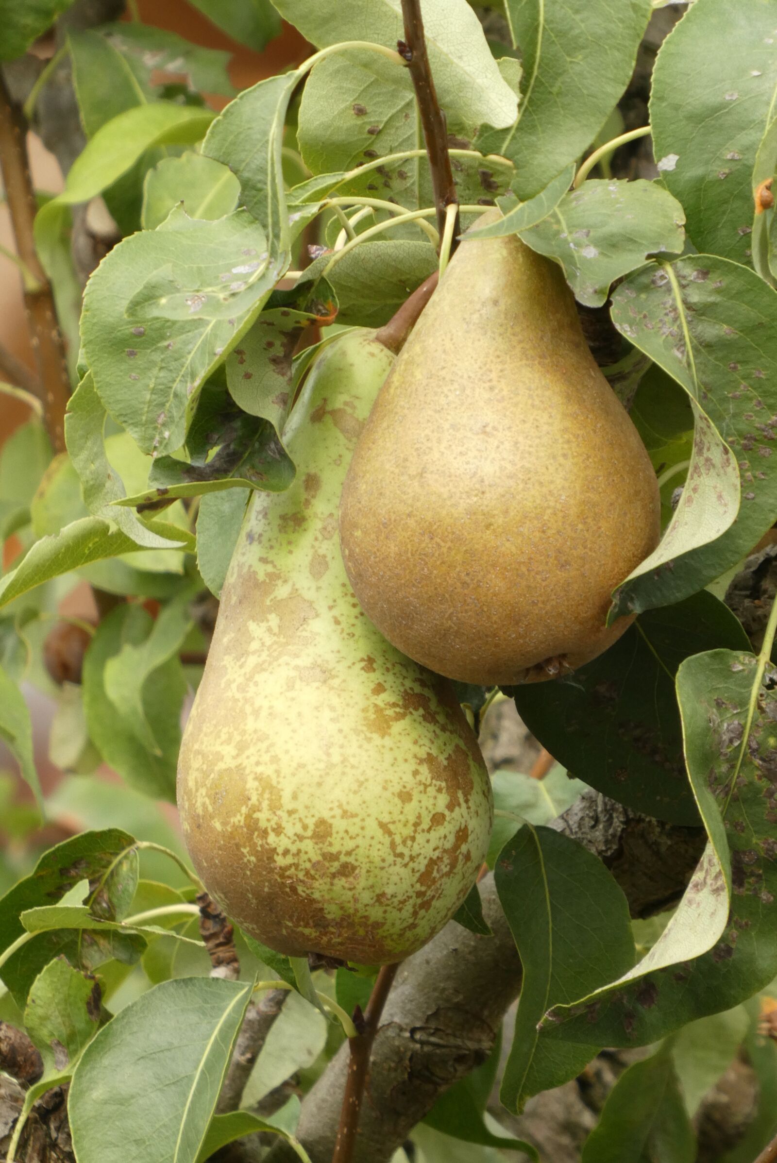Panasonic Lumix DC-ZS70 (Lumix DC-TZ90) sample photo. Pears, fruit, edible photography