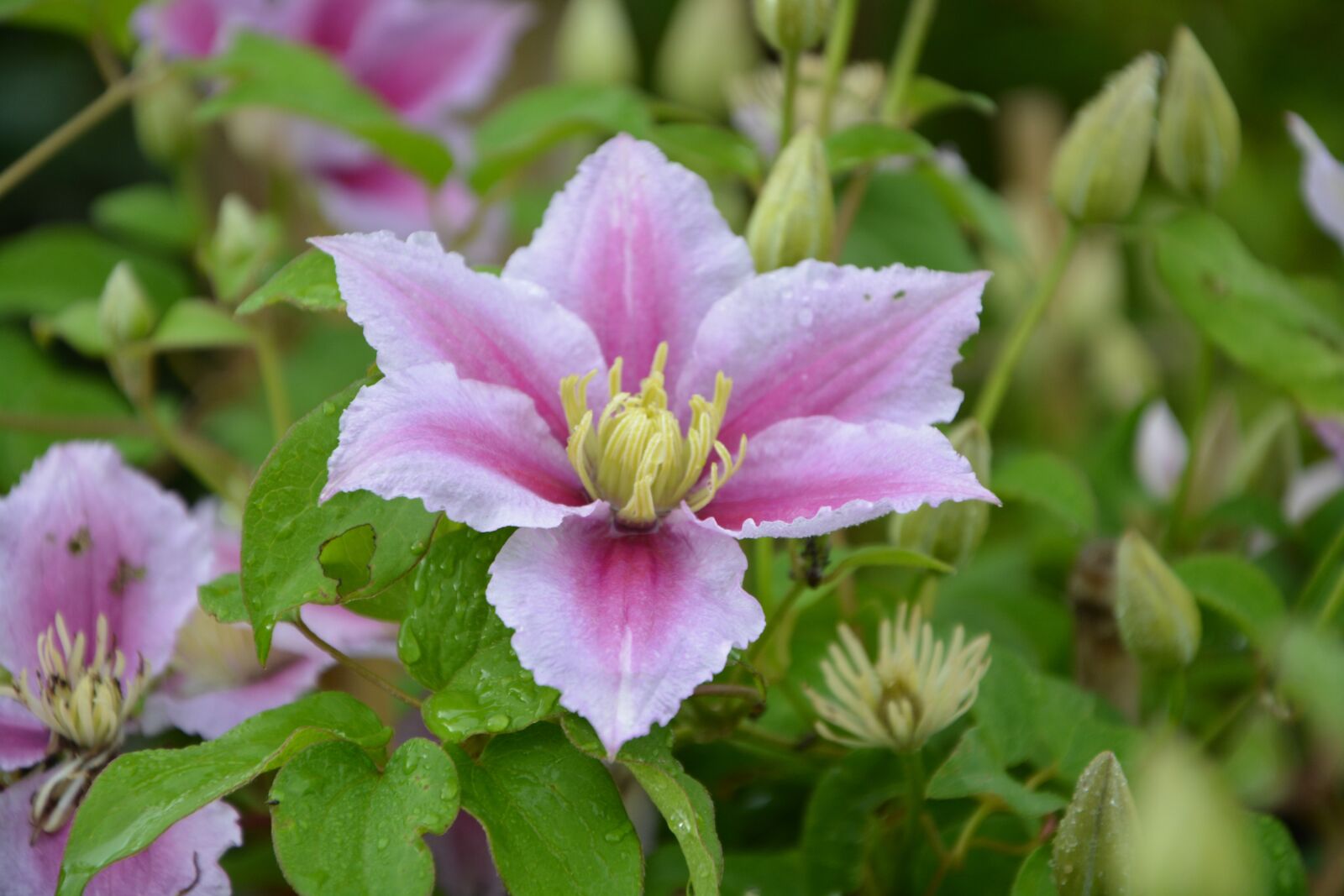 Nikon D5200 sample photo. Clematis, flowers violet, pretty photography