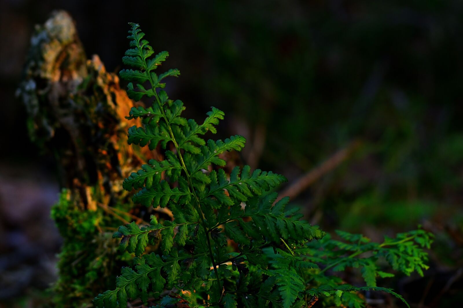 Nikon D5200 sample photo. Forest, sunset, fern photography