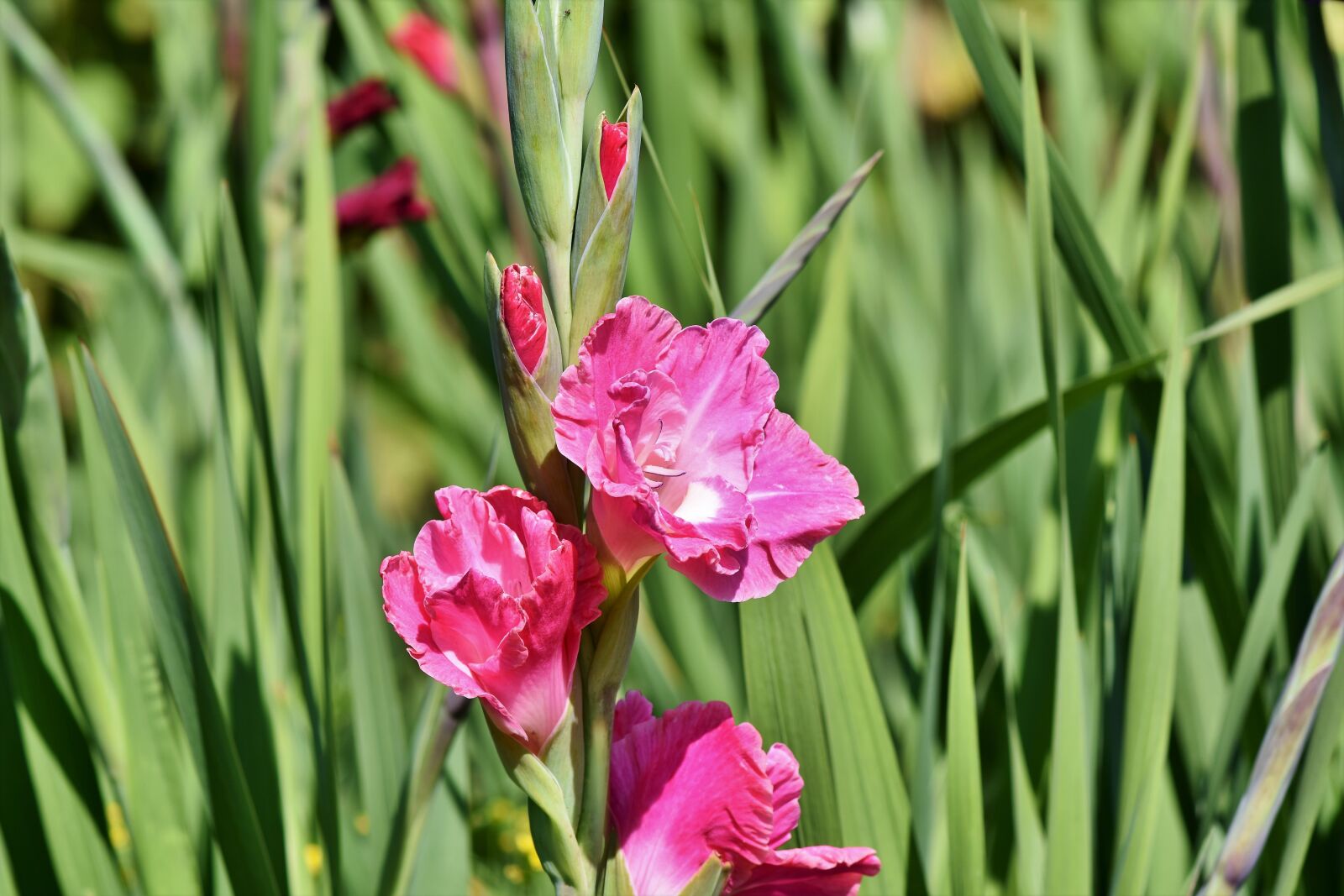 Nikon D7200 sample photo. Gladiolus, gladidus, butterfly greenhouse photography