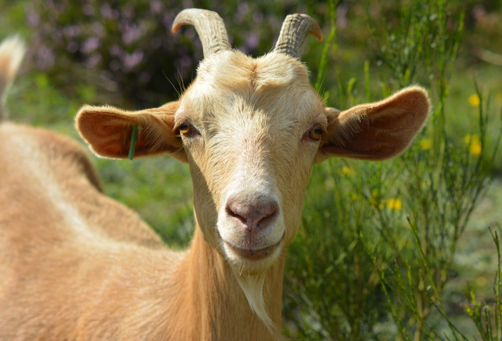 Nikon D5200 sample photo. Goat, billy goat, bock photography