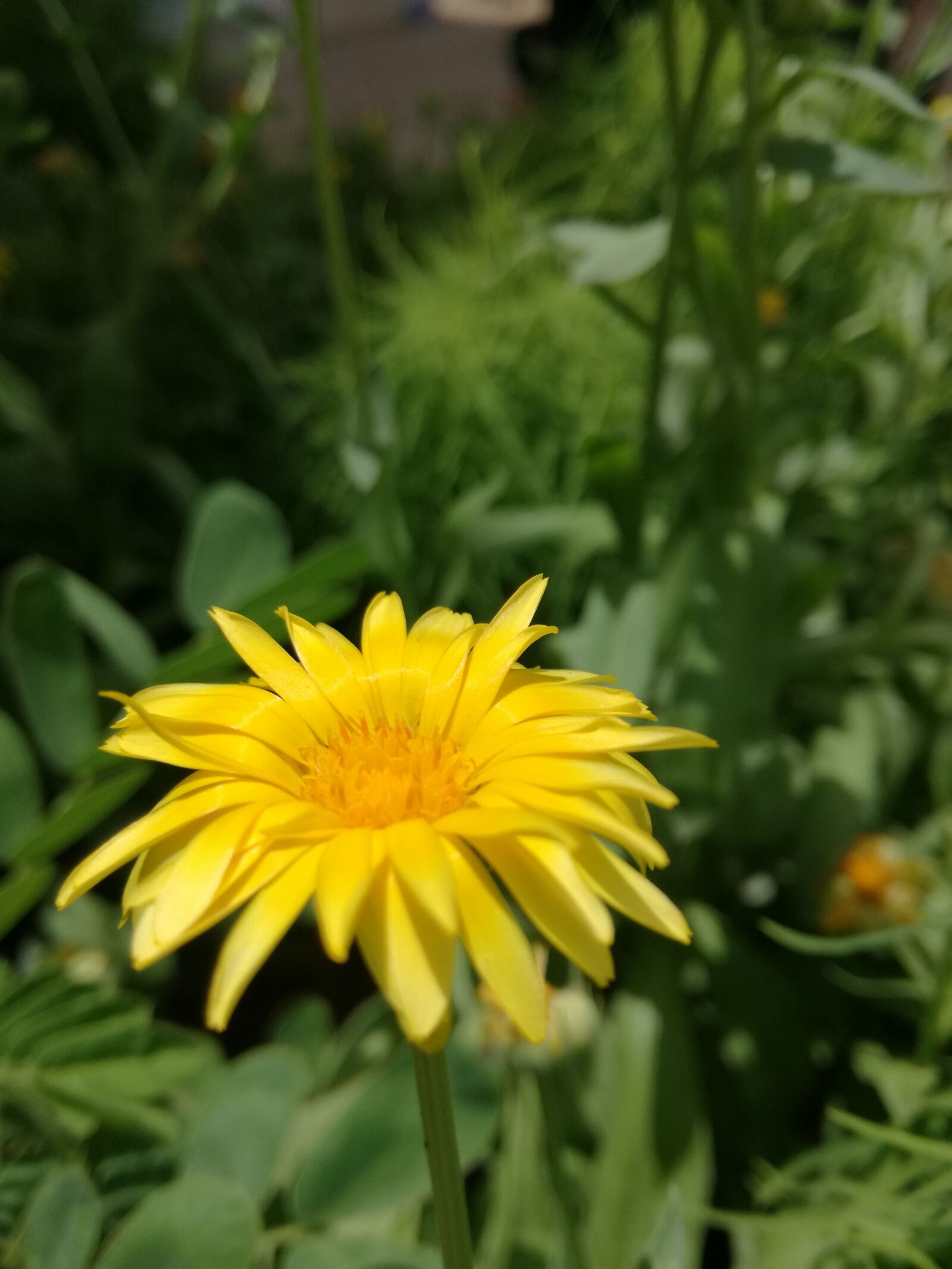 HUAWEI P9 LITE sample photo