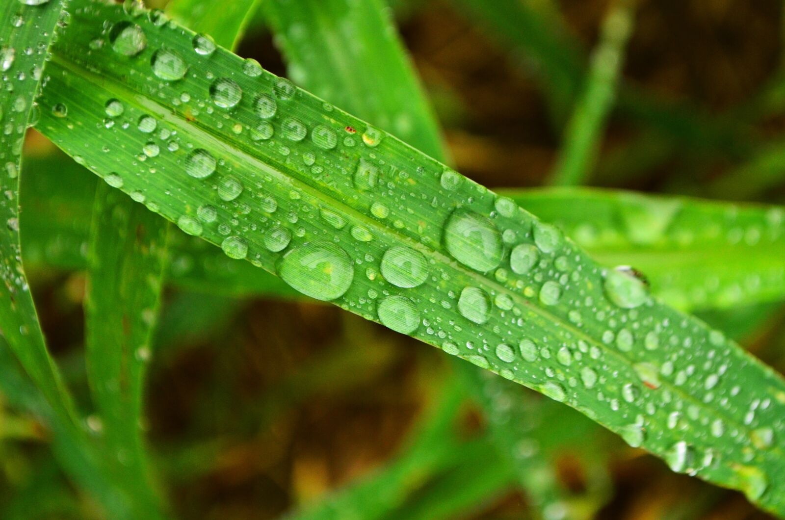 Nikon D5100 sample photo. Grass, leaf, wet photography