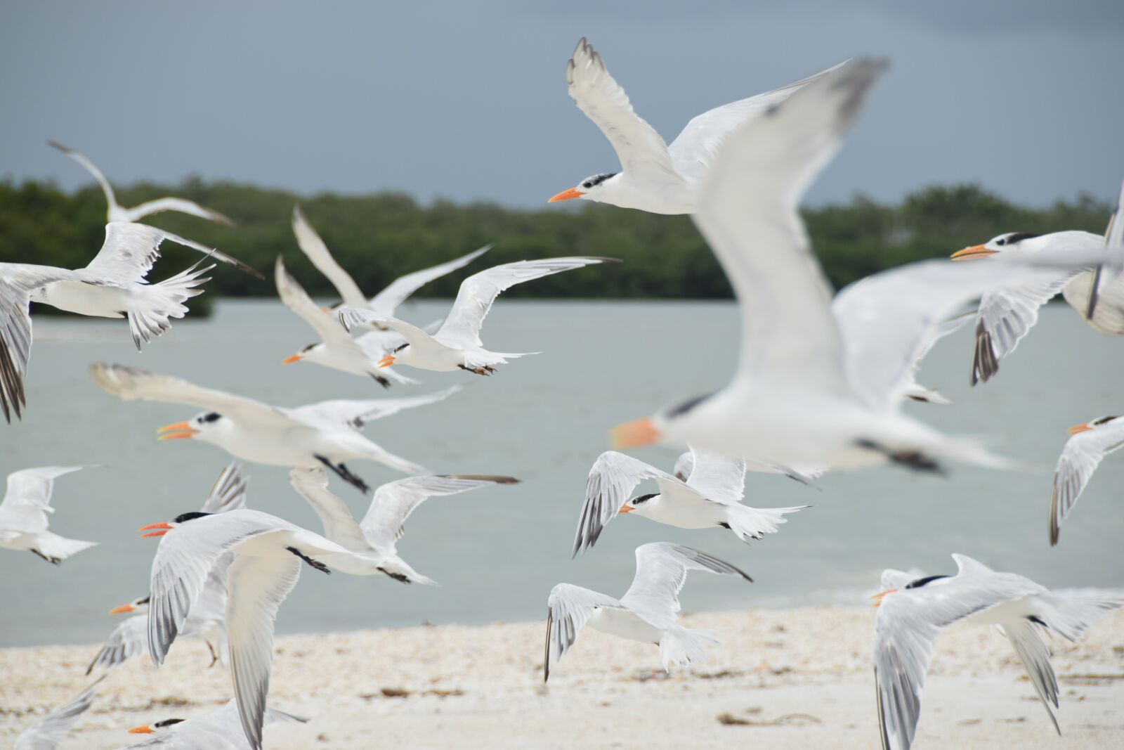Nikon D3300 sample photo. Birds, sand, flight photography