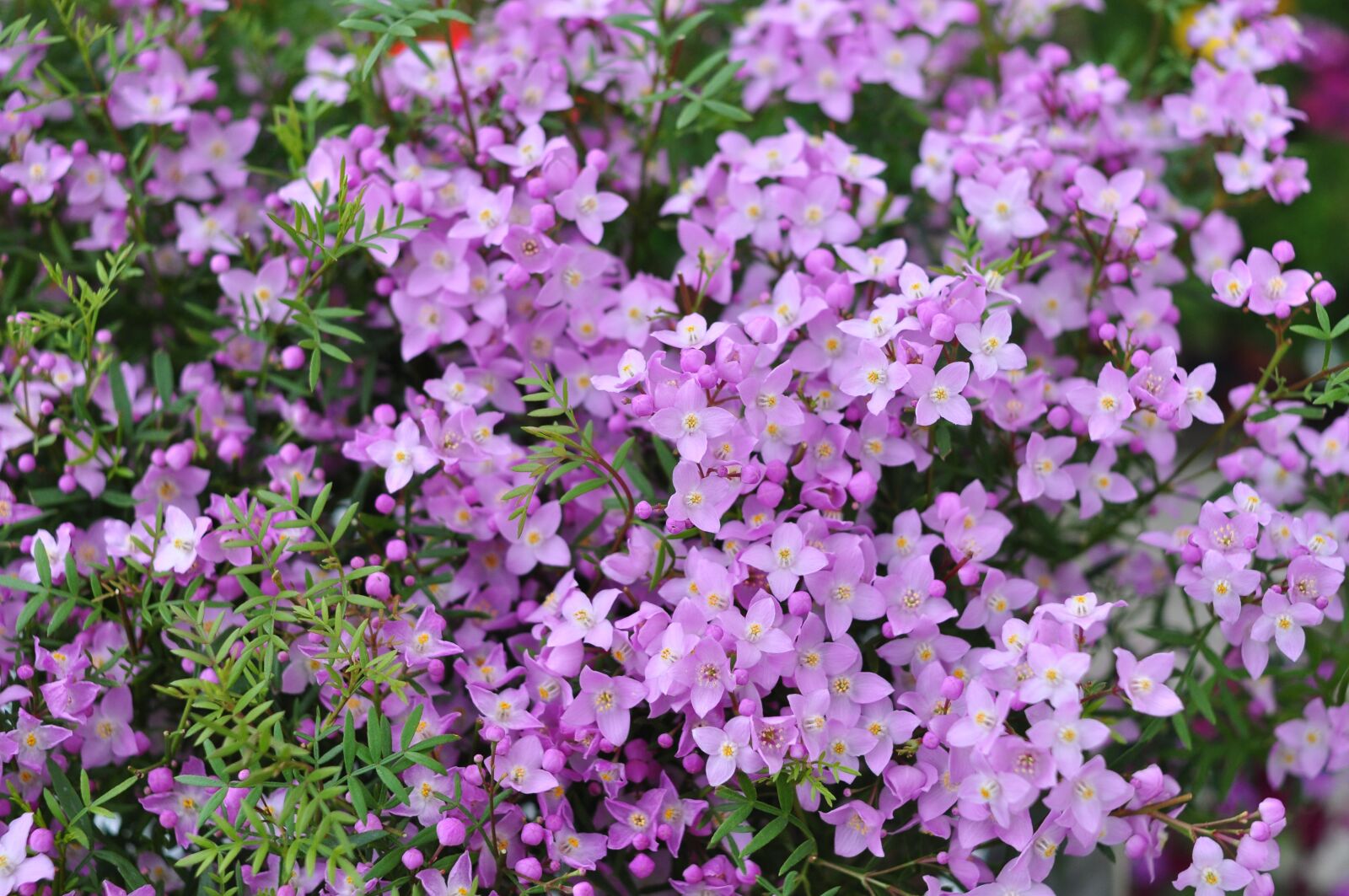 Nikon D90 sample photo. Flowers, spring, nature photography