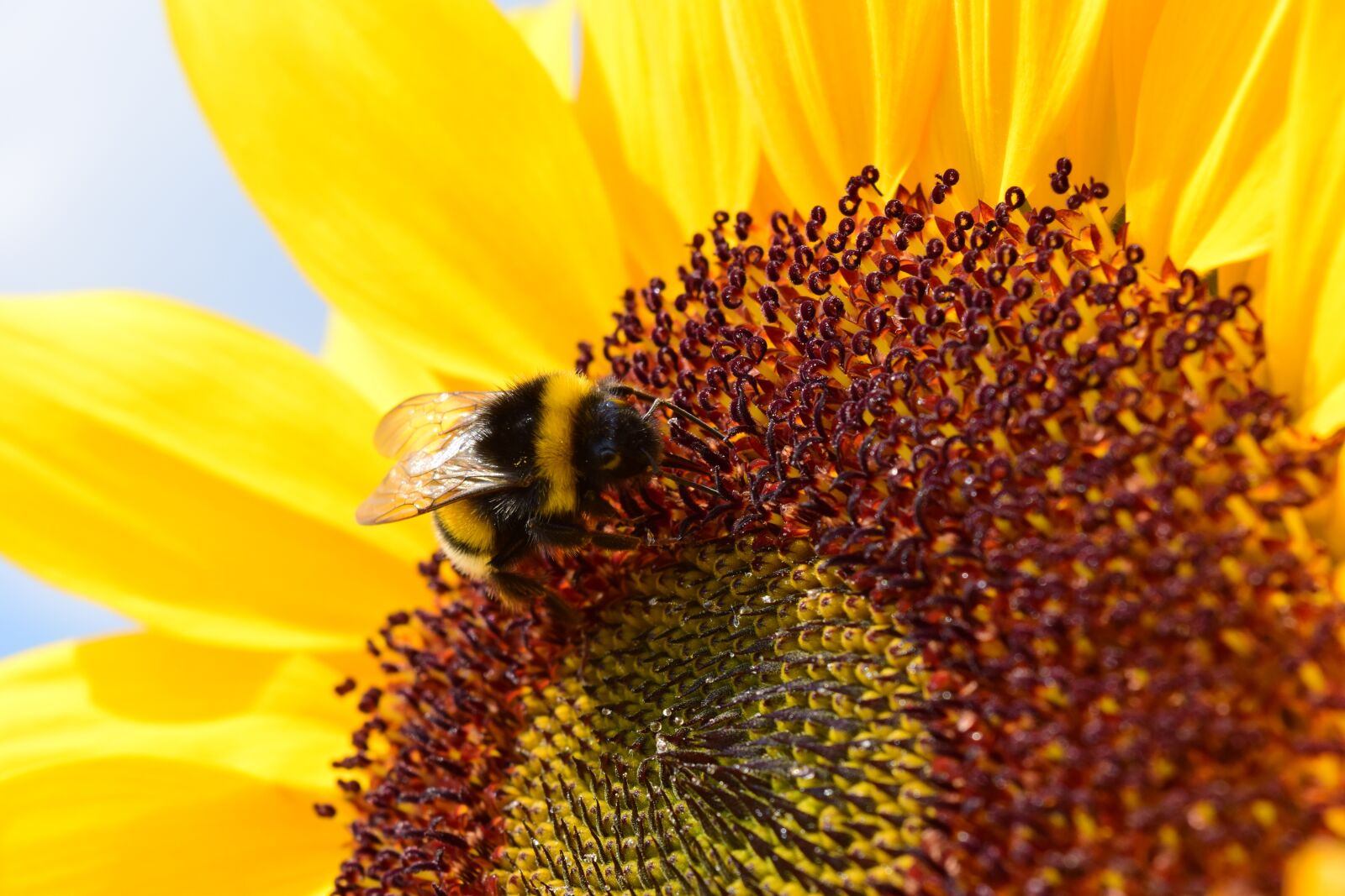Nikon D3300 sample photo. Sunflower, hummel, blossom photography