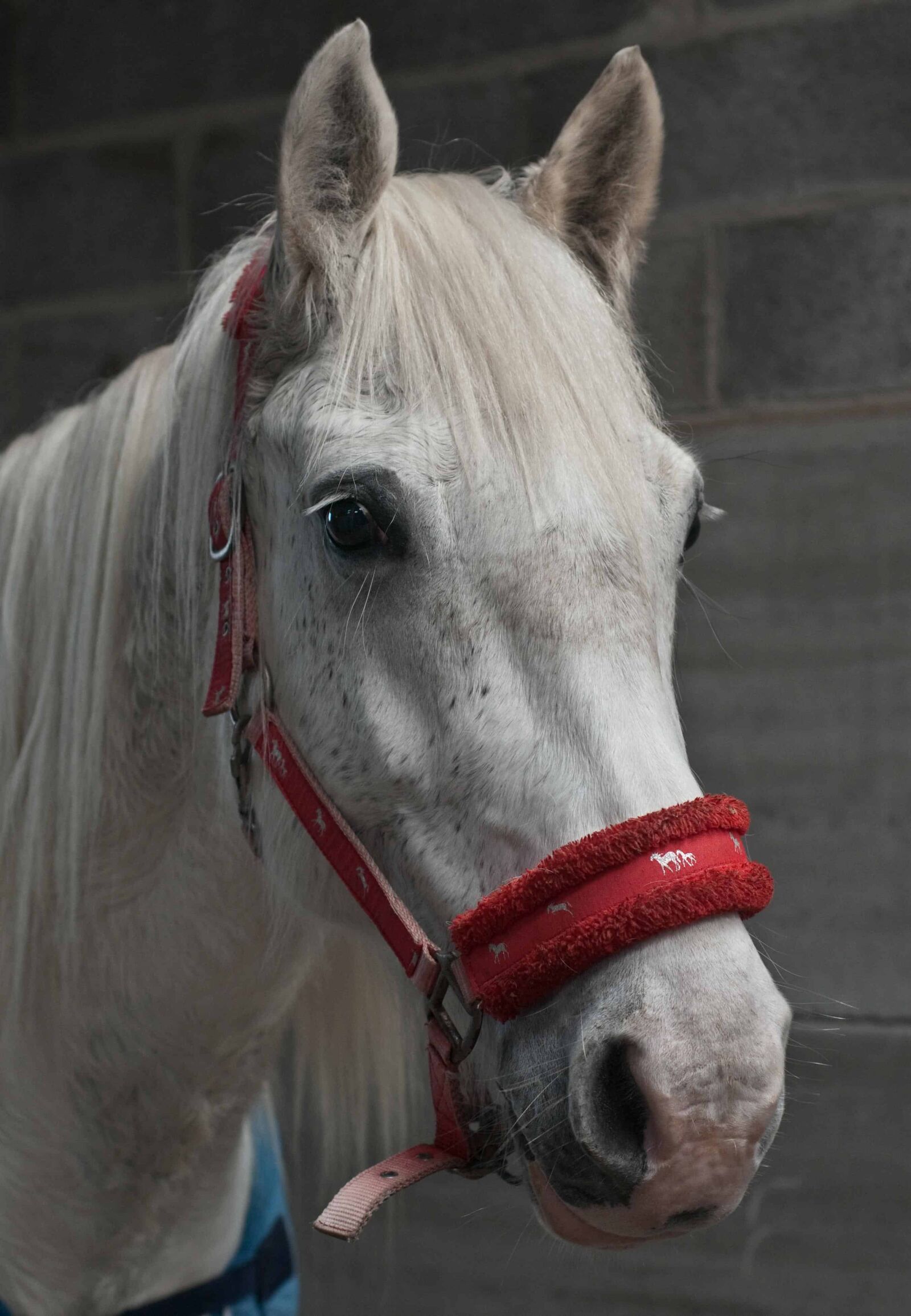 Nikon D300 sample photo. Portrait, competition, white horse photography