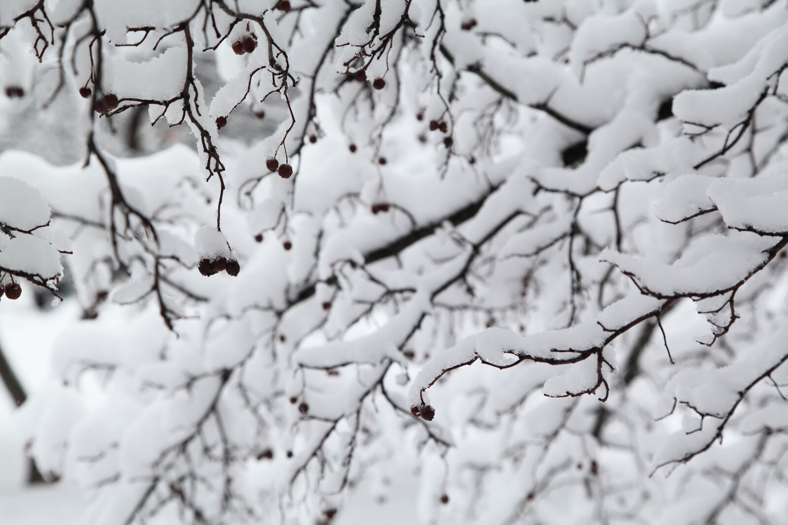 Canon EOS 5D Mark II sample photo. Russian winter, white snow photography