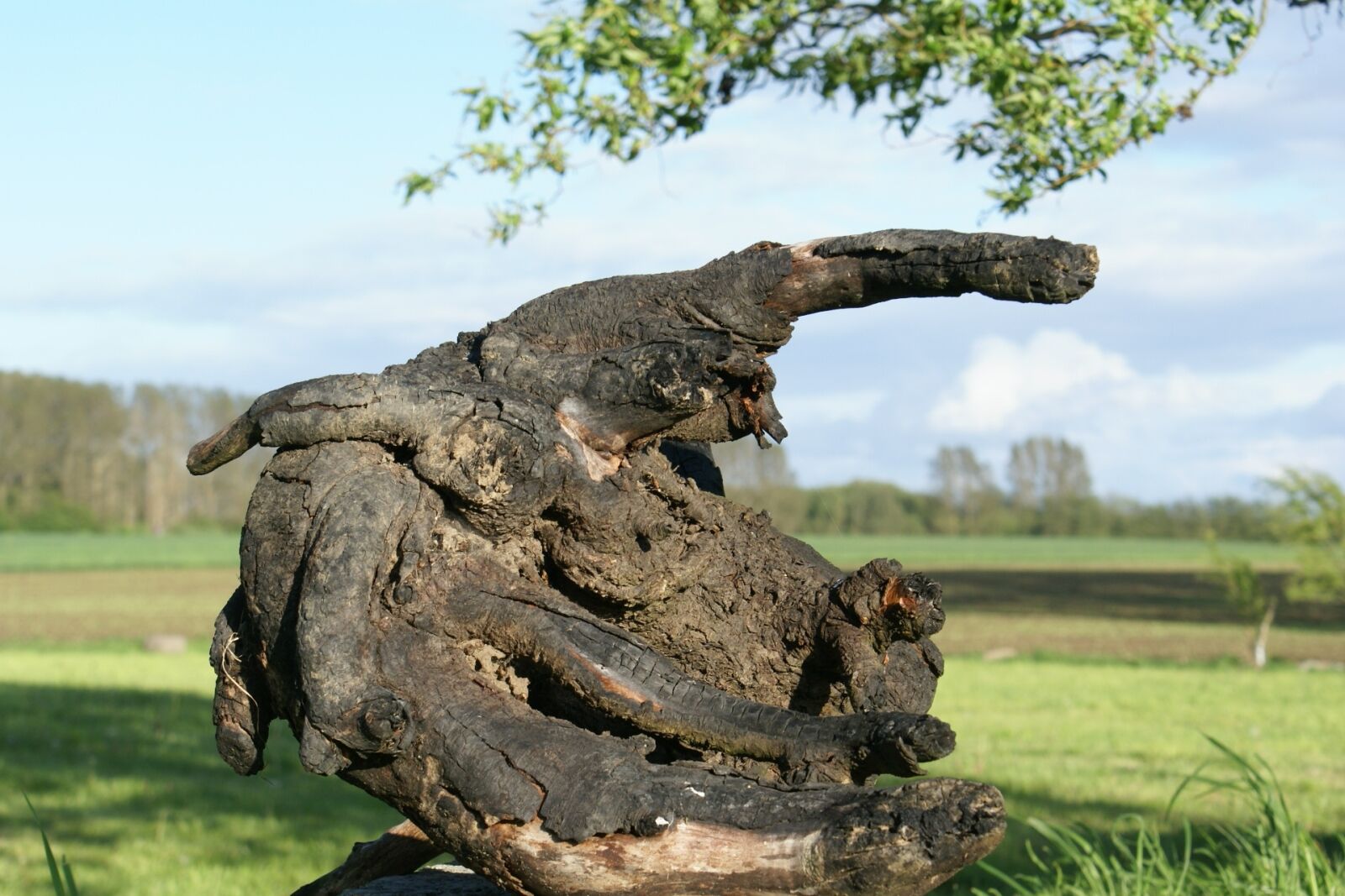 Sony Alpha DSLR-A100 sample photo. Wood, root, old root photography