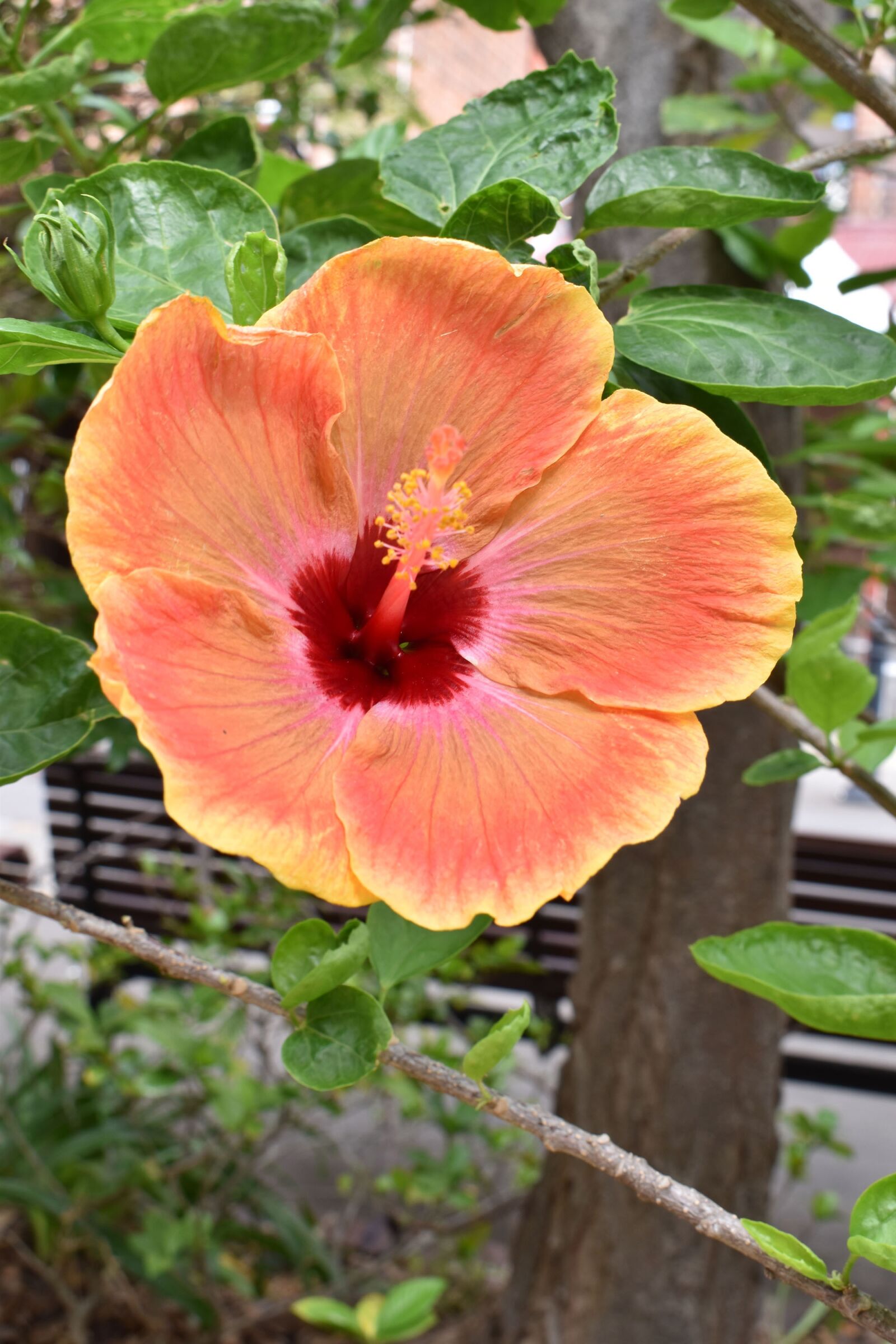 Nikon D5600 sample photo. Flower, plants, garden photography