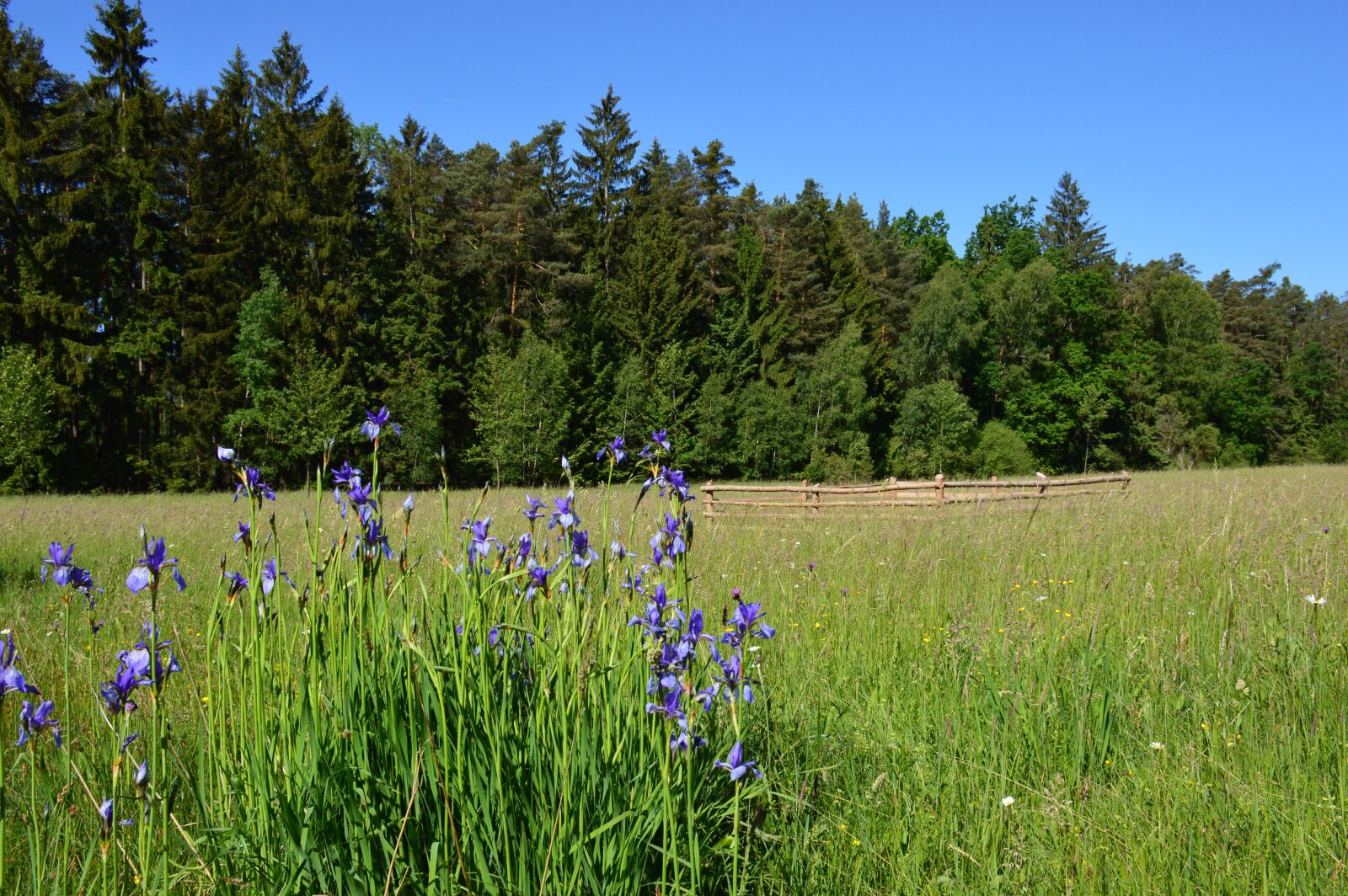 Nikon D3200 sample photo. Iris, siberian iris, flower photography