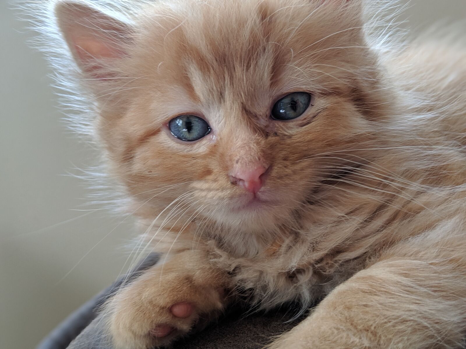 Google Pixel 3 XL sample photo. Kitten, cat, pet photography