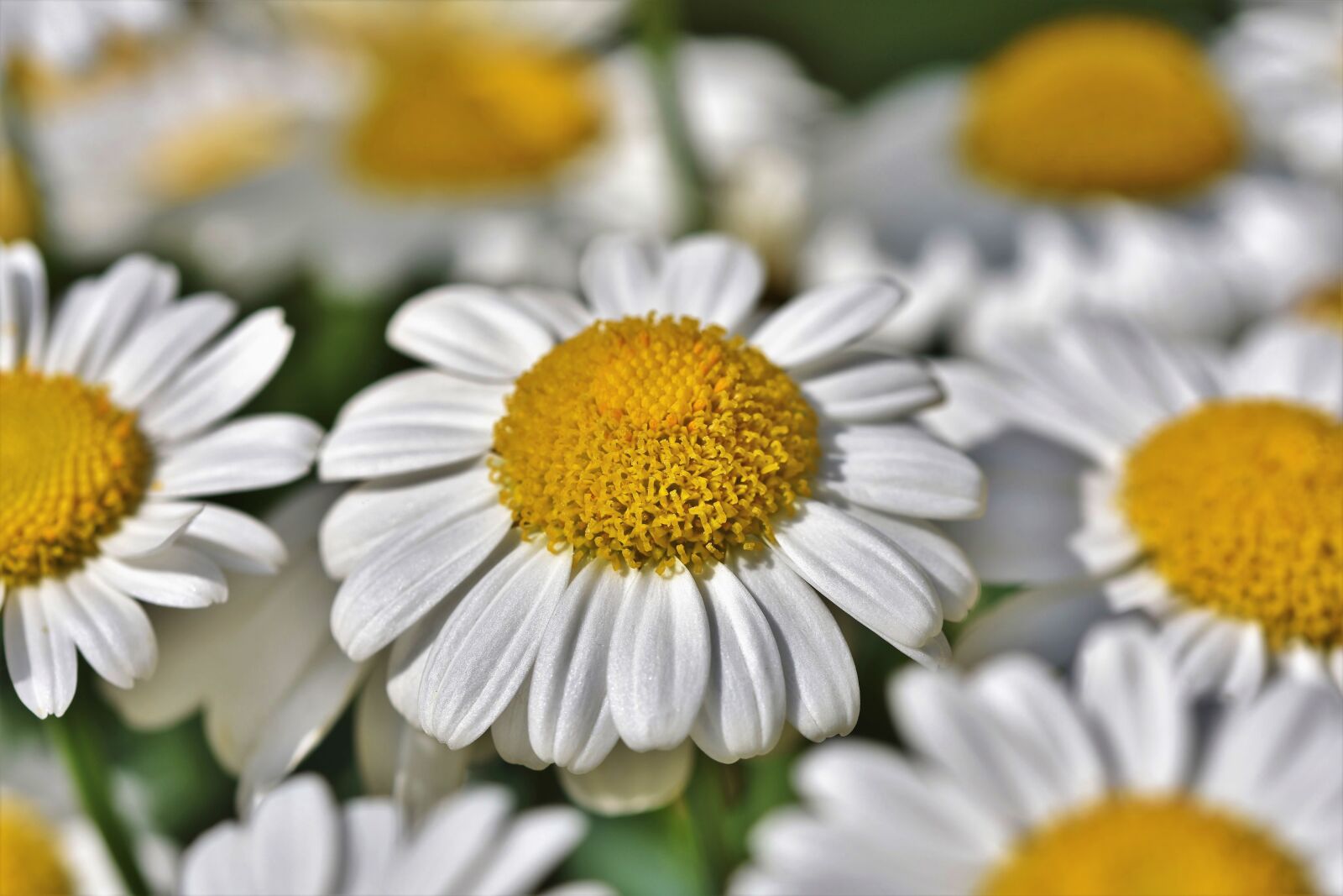 Nikon D7200 sample photo. Margarite, flower, blossom photography