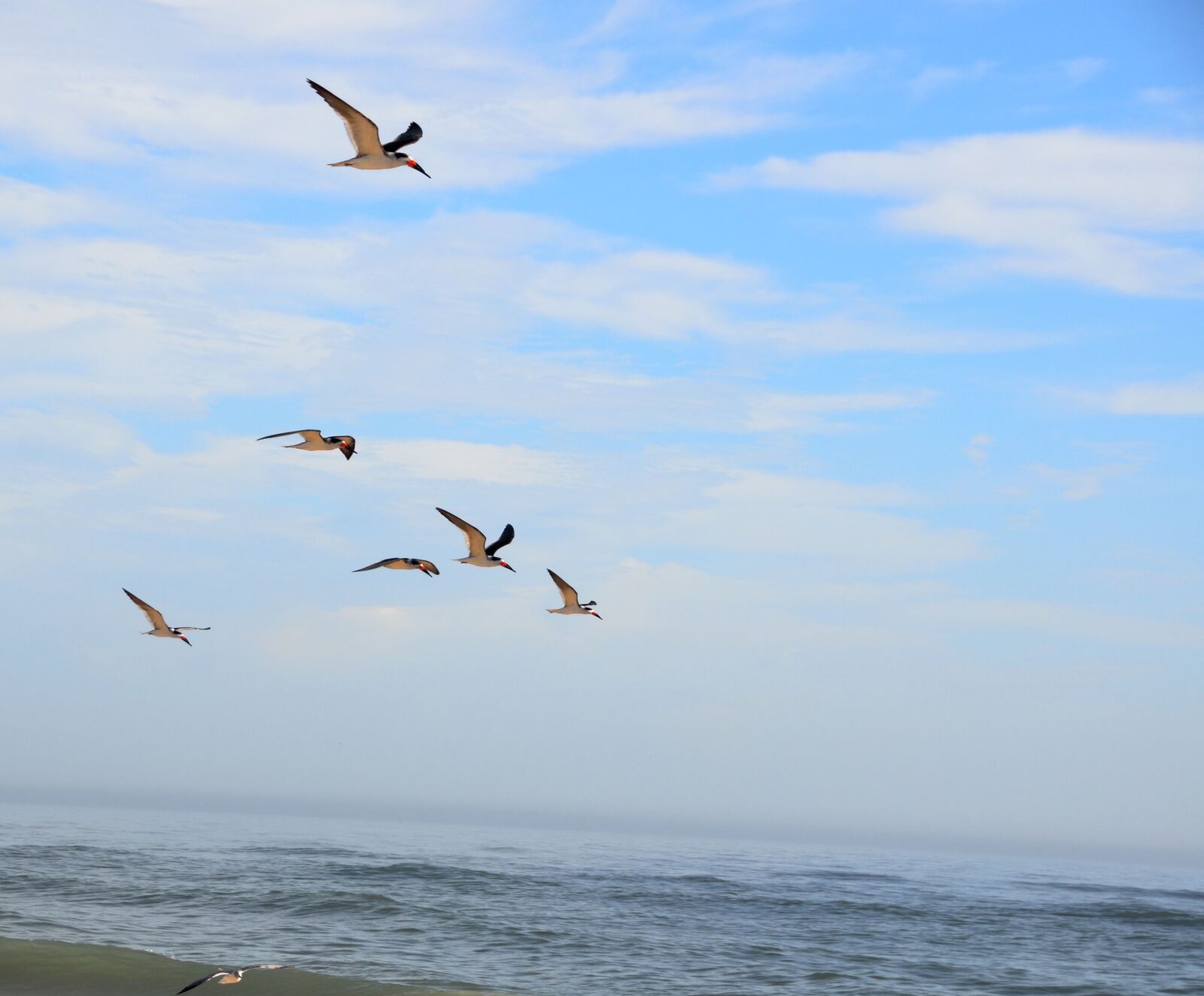 Nikon D7000 sample photo. Bird, seagulls, nature photography