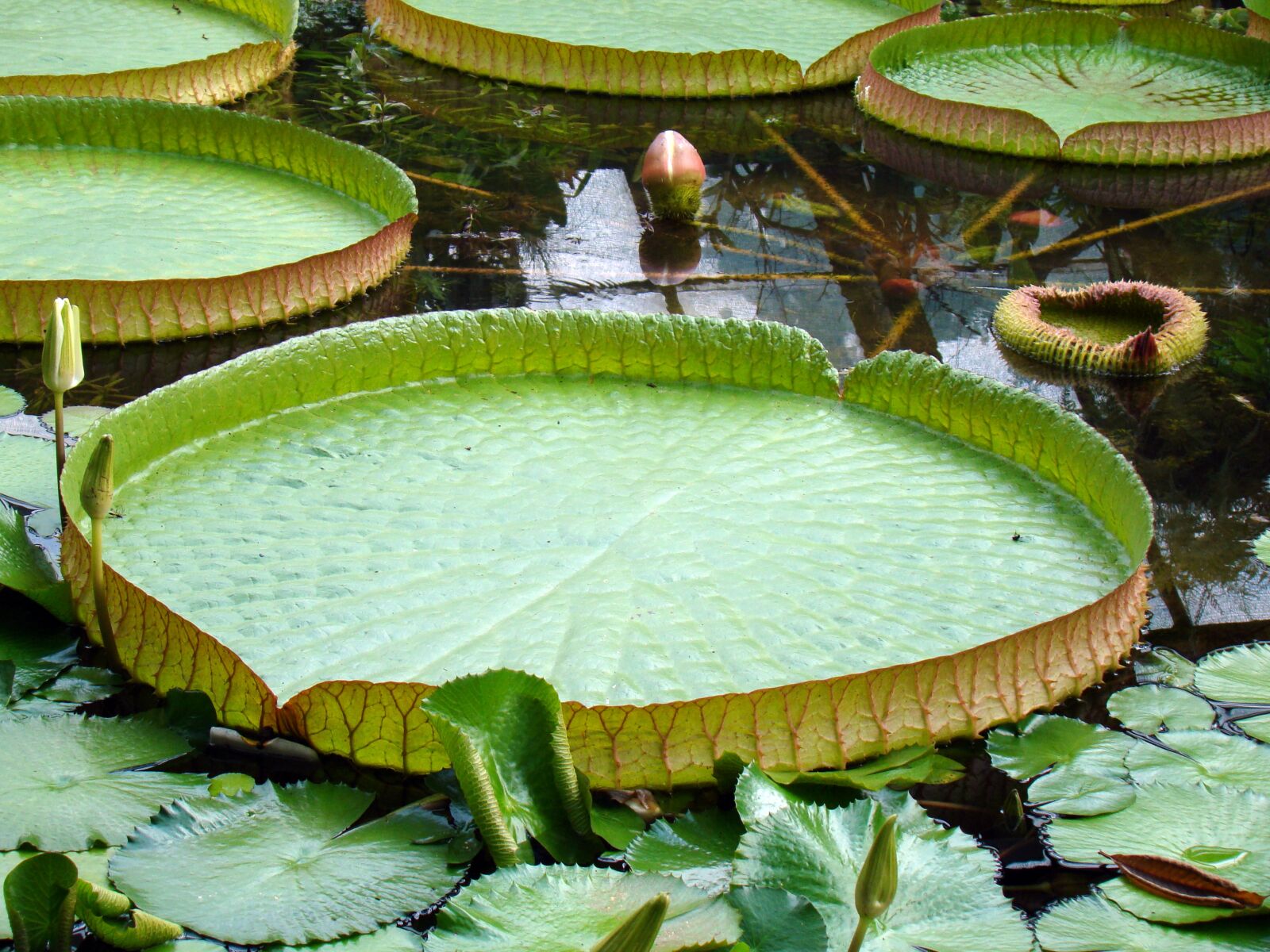 Sony Cyber-shot DSC-H50 sample photo. Foliage, large sheets, lily photography