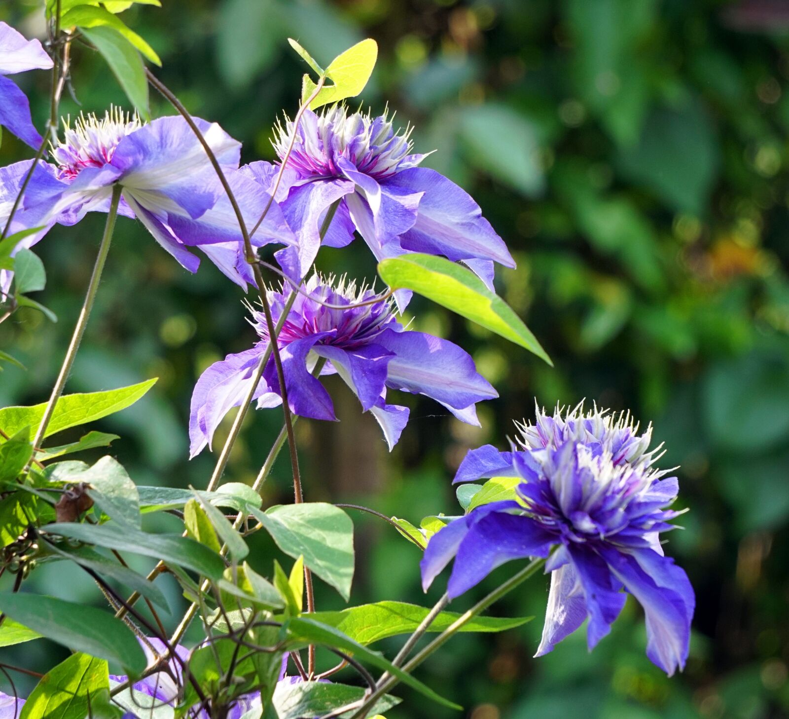 Sony Alpha a5000 (ILCE 5000) + Sony E 55-210mm F4.5-6.3 OSS sample photo. Flower, blue, clematis photography