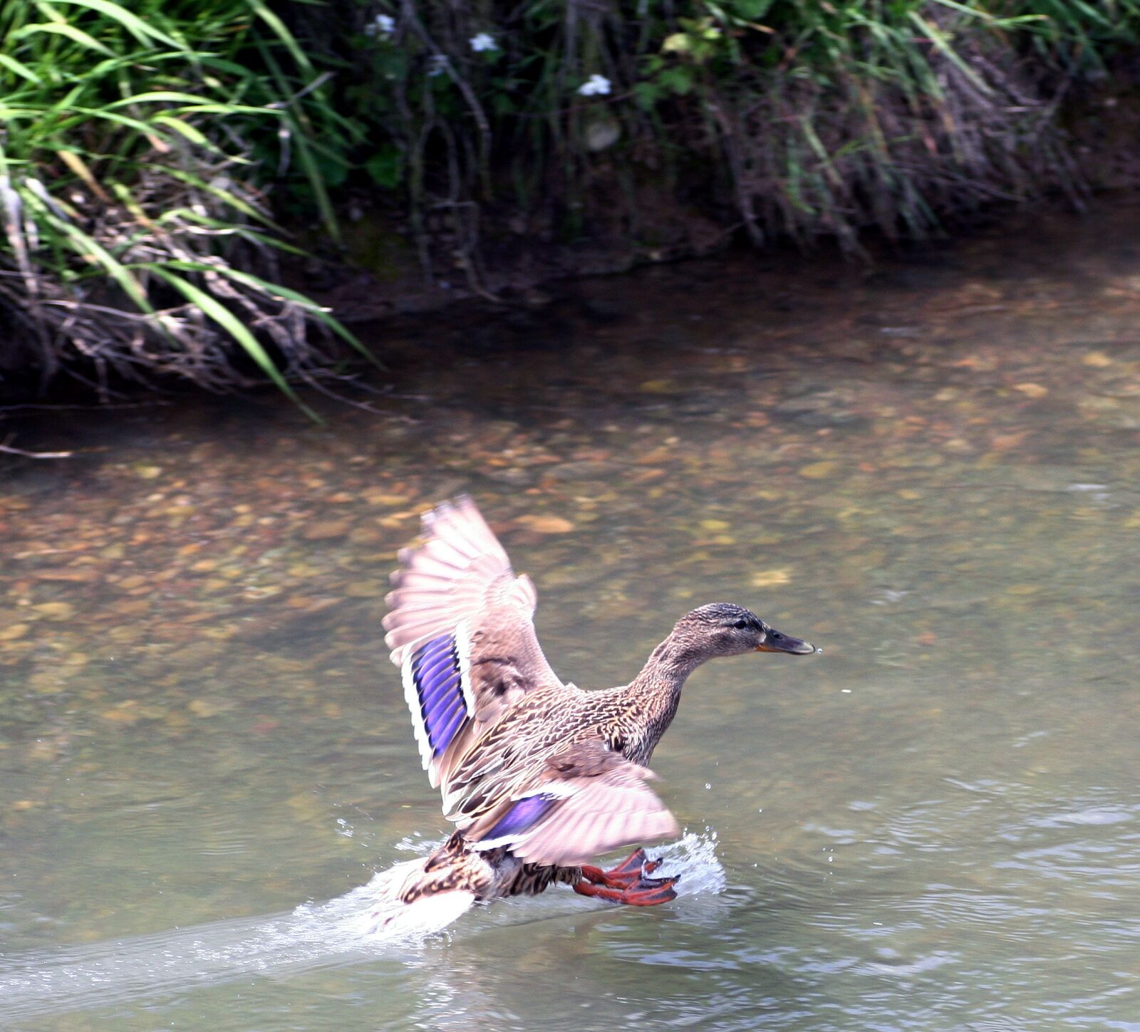 Canon EOS 350D (EOS Digital Rebel XT / EOS Kiss Digital N) sample photo. Duck, wild, river photography