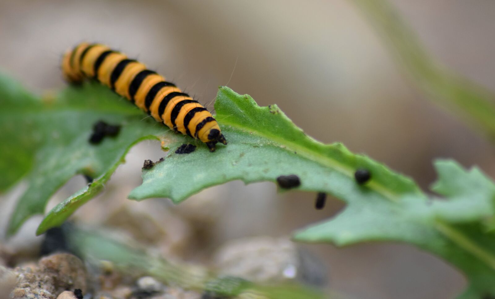 Nikon D5300 sample photo. Caterpillar, insect, bug photography