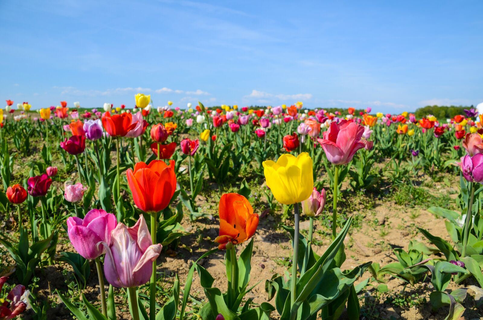 Nikon D7000 sample photo. Tulips, tulip field, tulpenbluete photography