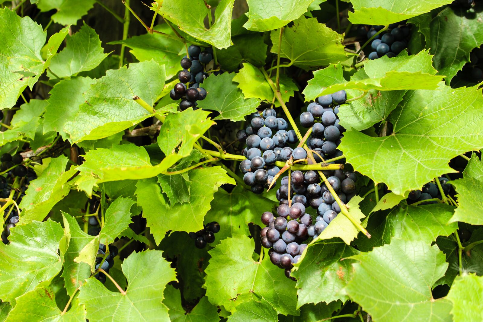 Canon EOS 1200D (EOS Rebel T5 / EOS Kiss X70 / EOS Hi) sample photo. Grape, berry, nature photography