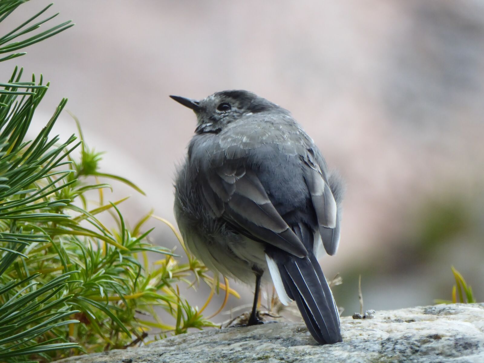 Panasonic Lumix DMC-ZS50 (Lumix DMC-TZ70) sample photo. A little bird, gray photography