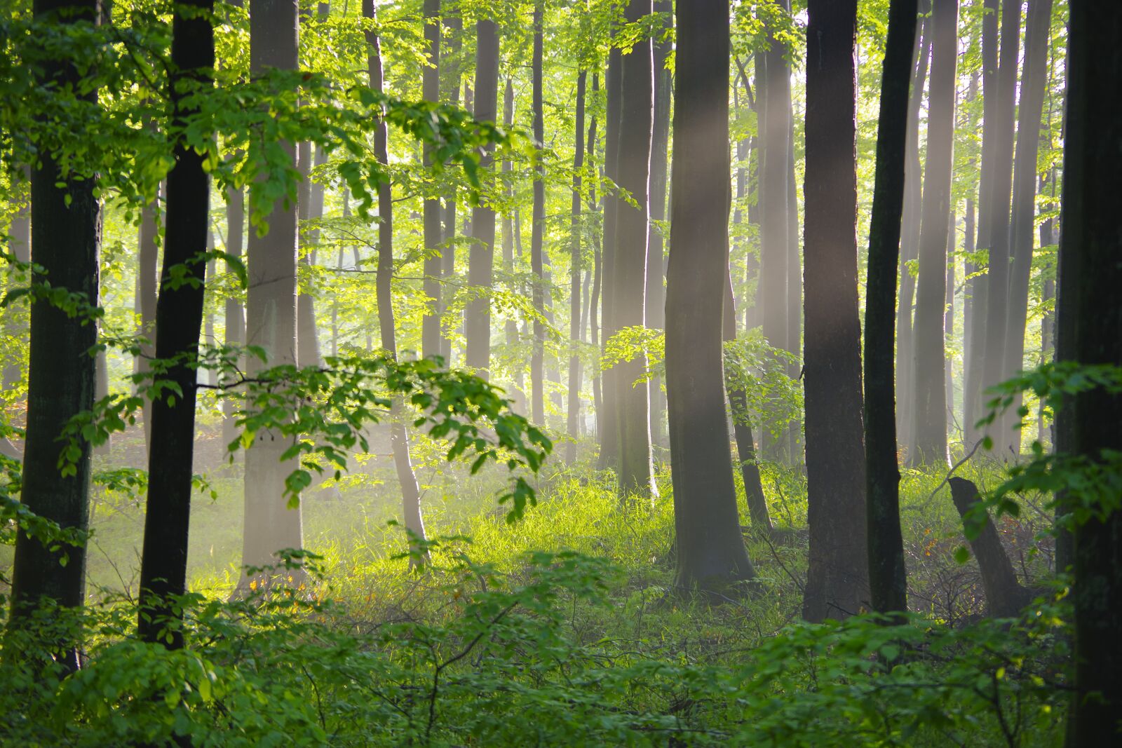 Pentax K-70 sample photo. Forest, trees, tree photography