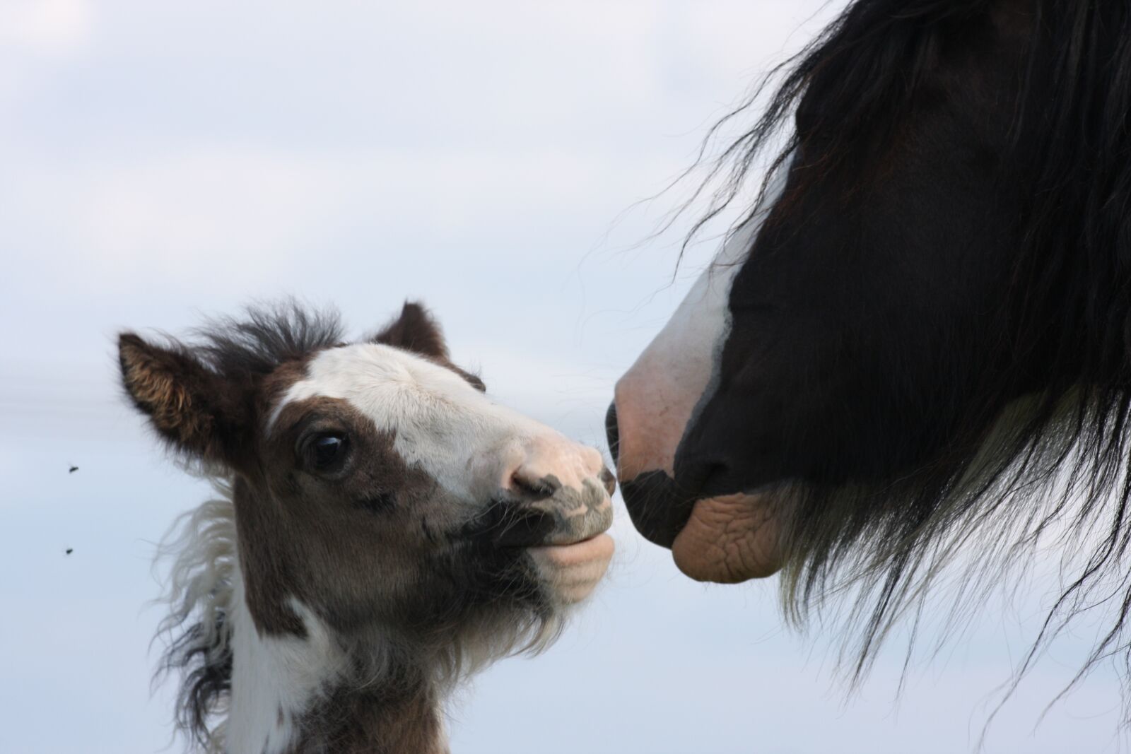 Canon EOS 40D sample photo. Foal, horse, gypsy photography