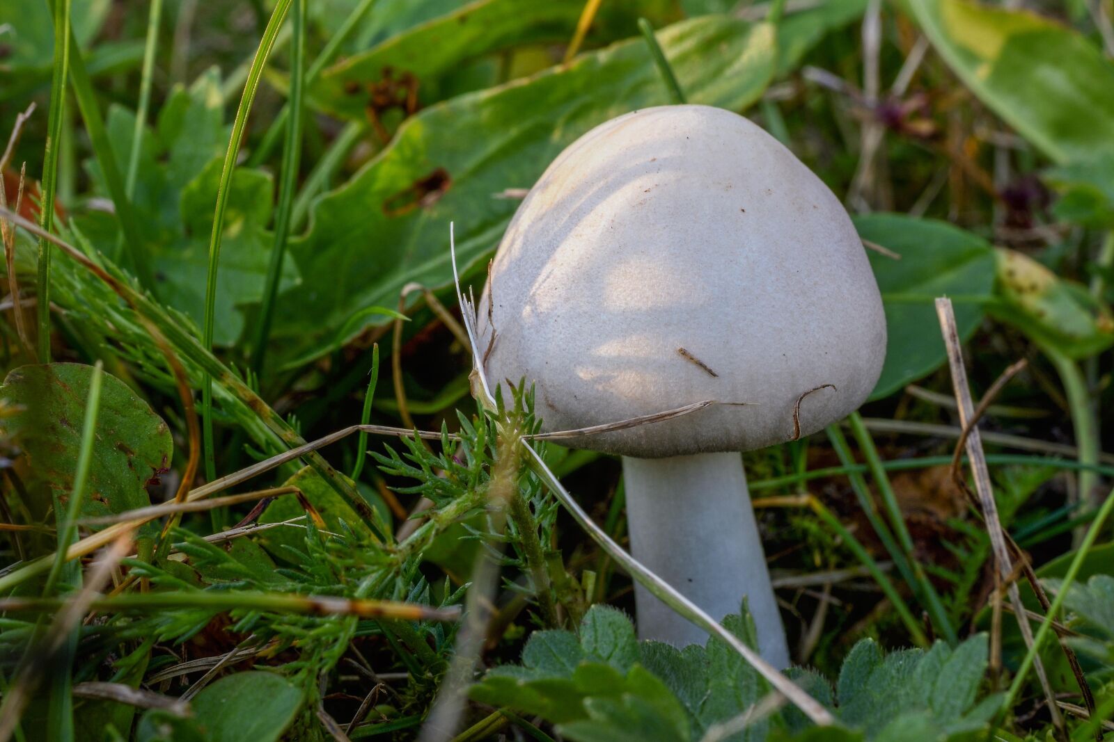 Nikon D7200 sample photo. Mushroom, nature, forest photography