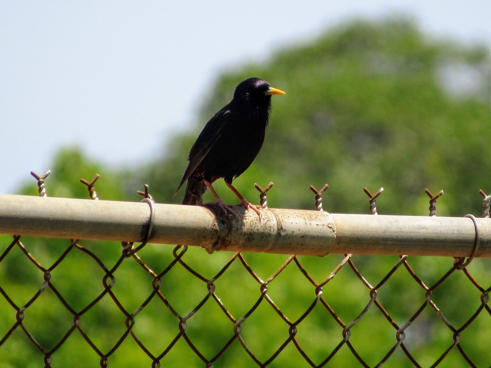 Canon PowerShot SX530 HS sample photo. Bird, fence, park photography