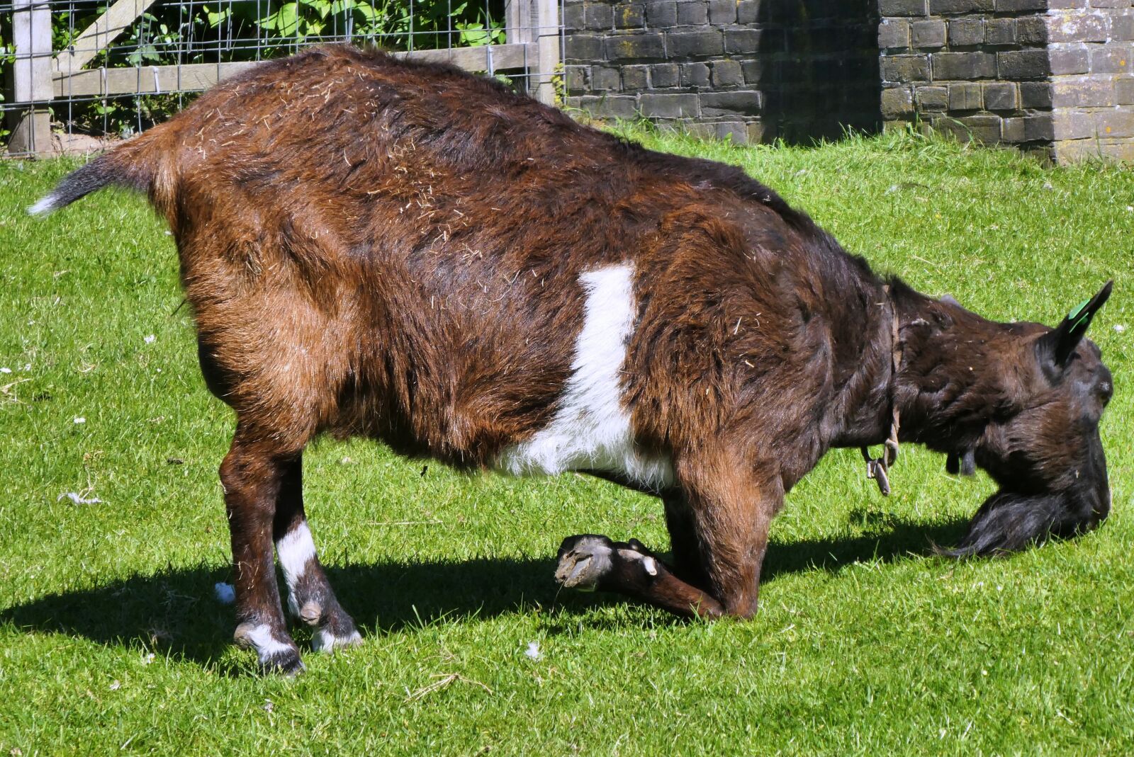 Panasonic Lumix DC-ZS70 (Lumix DC-TZ90) sample photo. Goat, meadow, food photography
