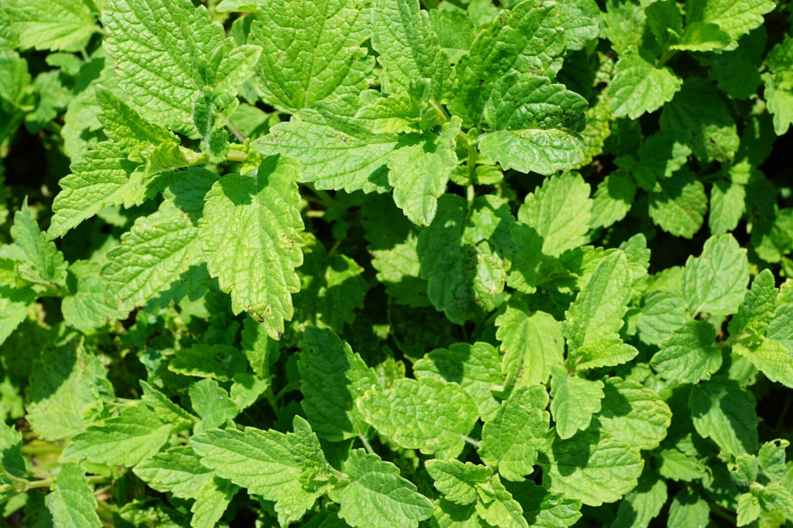 Sony ILCA-77M2 + Sony DT 16-50mm F2.8 SSM sample photo. Peppermint, plant, tee photography