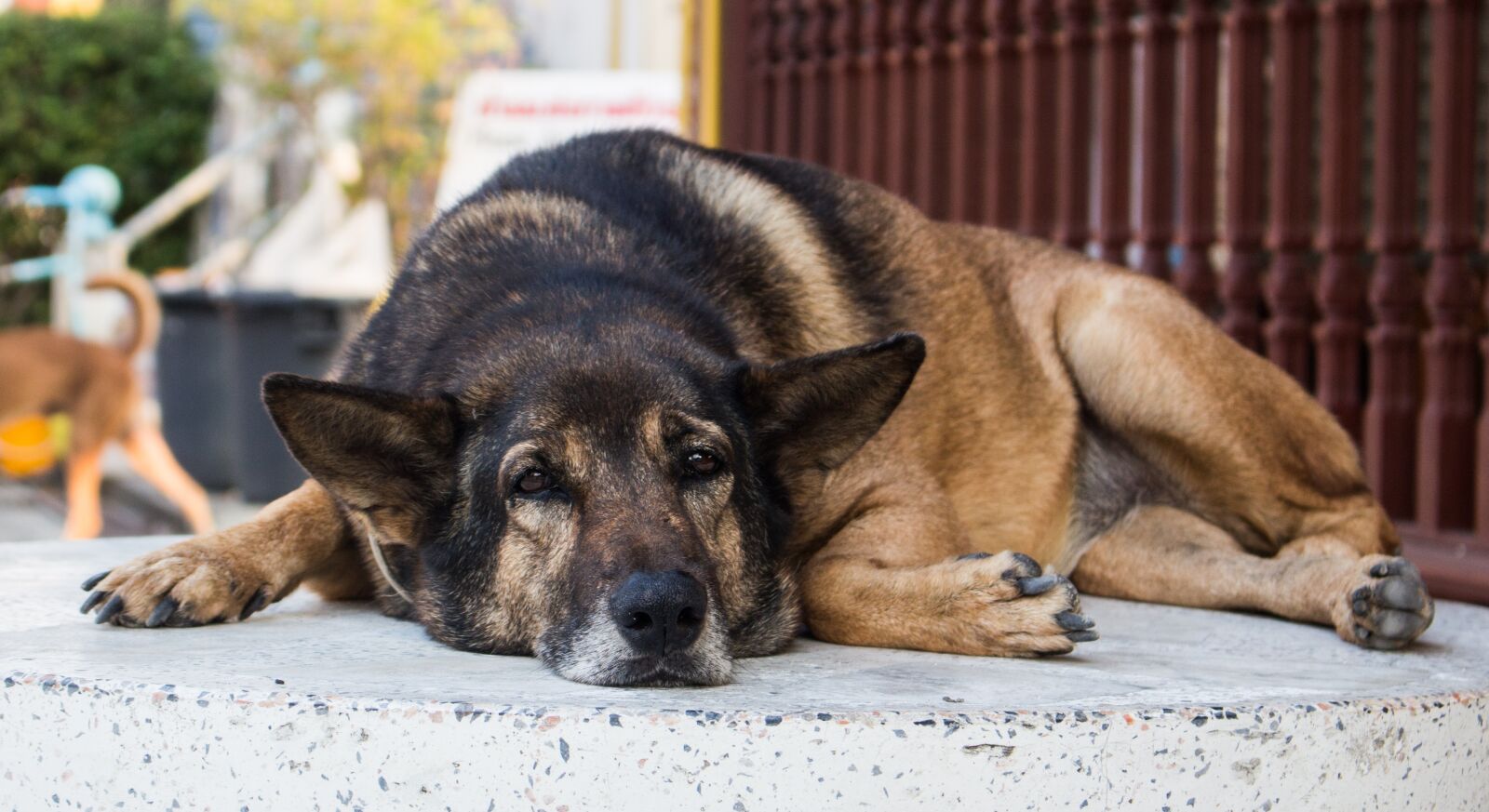 Canon EOS 700D (EOS Rebel T5i / EOS Kiss X7i) sample photo. Dog, animal, mammal photography