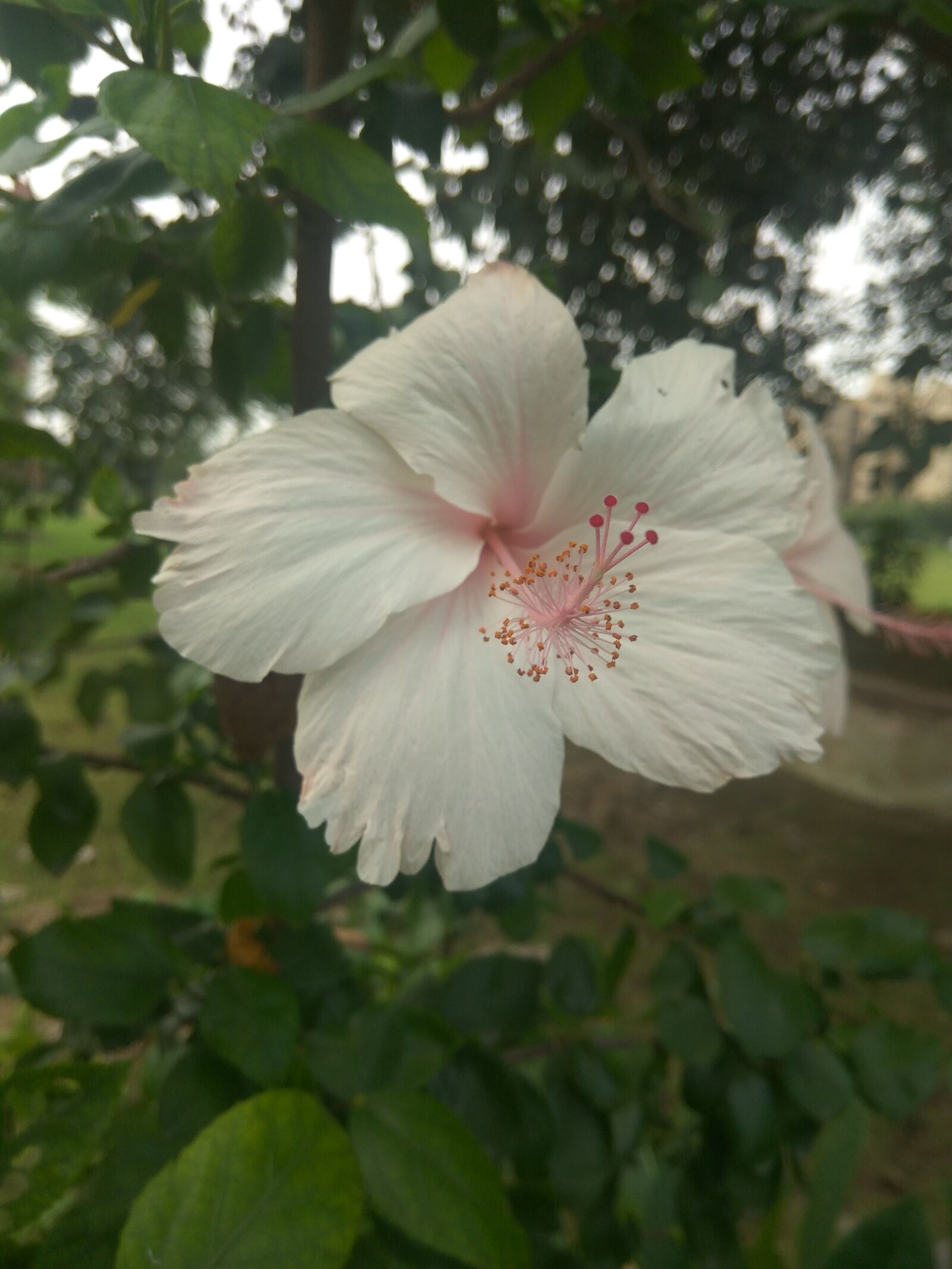 Xiaomi Redmi Note3 sample photo. Flower, white, plant photography