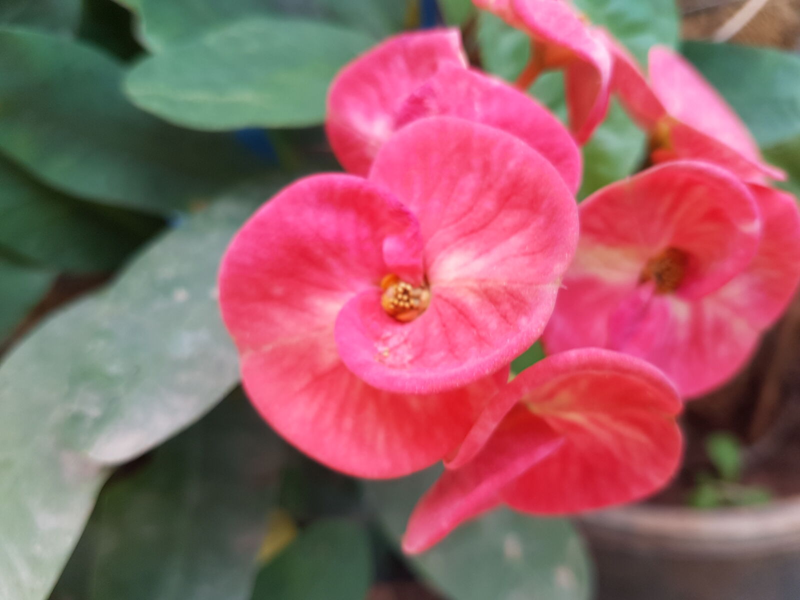 Samsung Galaxy S7 Edge sample photo. Pink, flower, samsung, galaxy photography