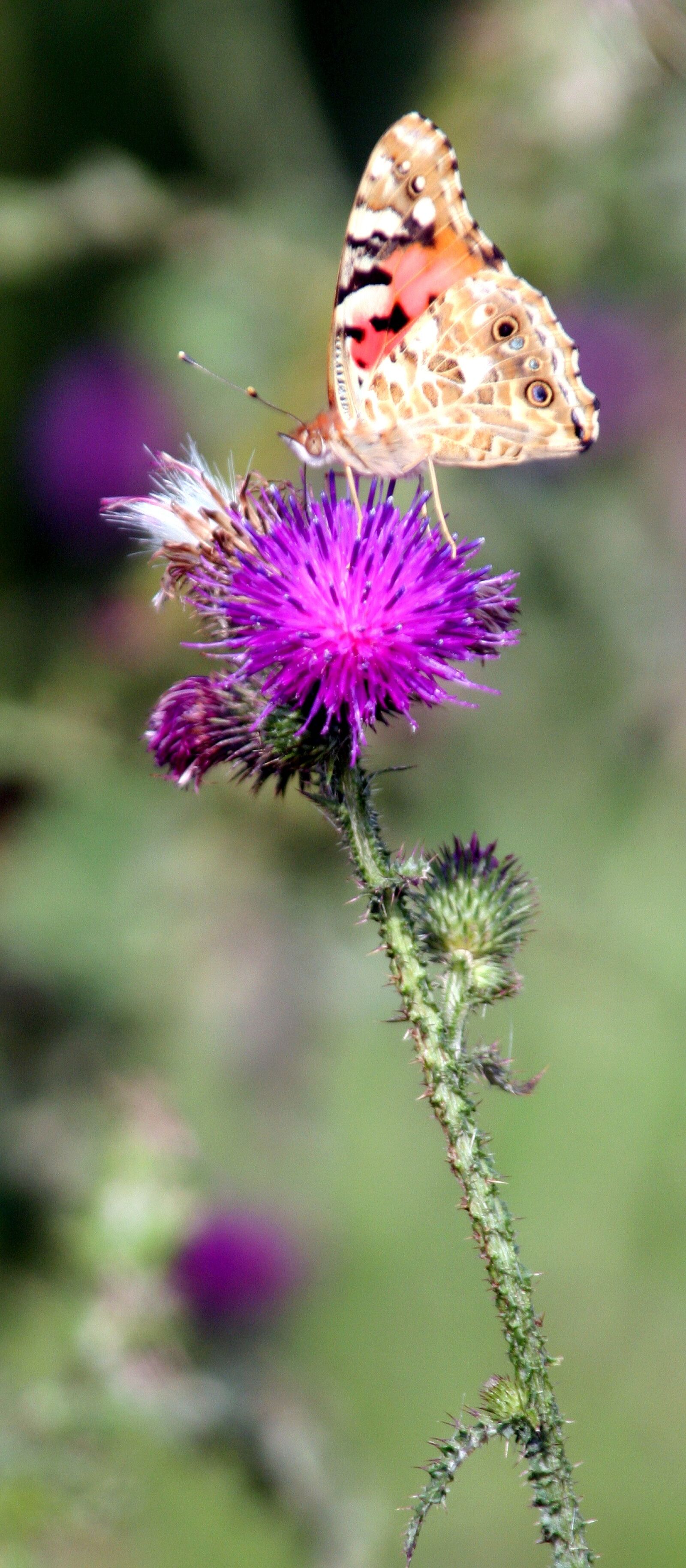 Canon EOS 350D (EOS Digital Rebel XT / EOS Kiss Digital N) sample photo. Flower, butterfly, rod photography