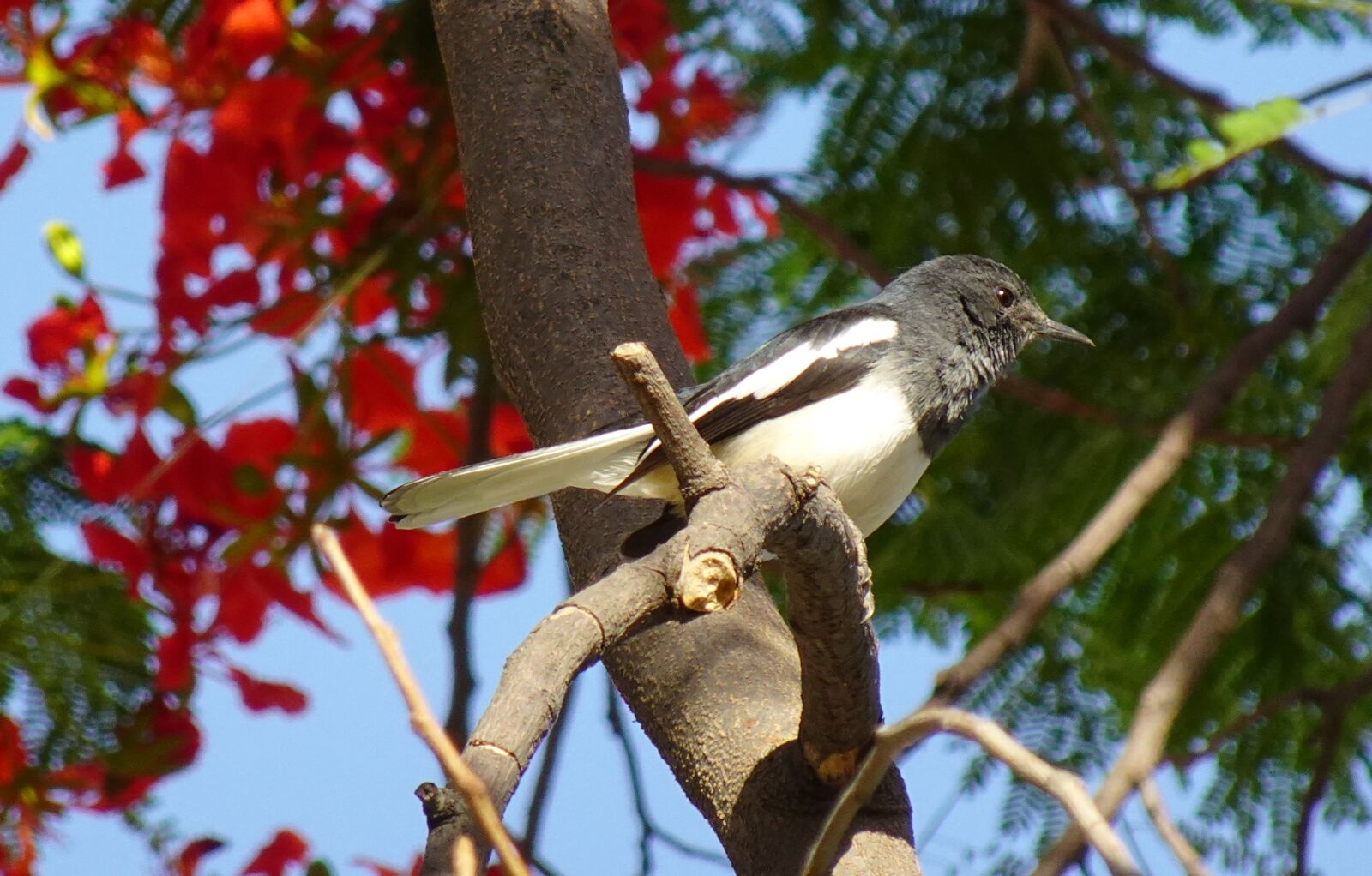 Sony DSC-WX800 sample photo. Bird, magpie, robin photography