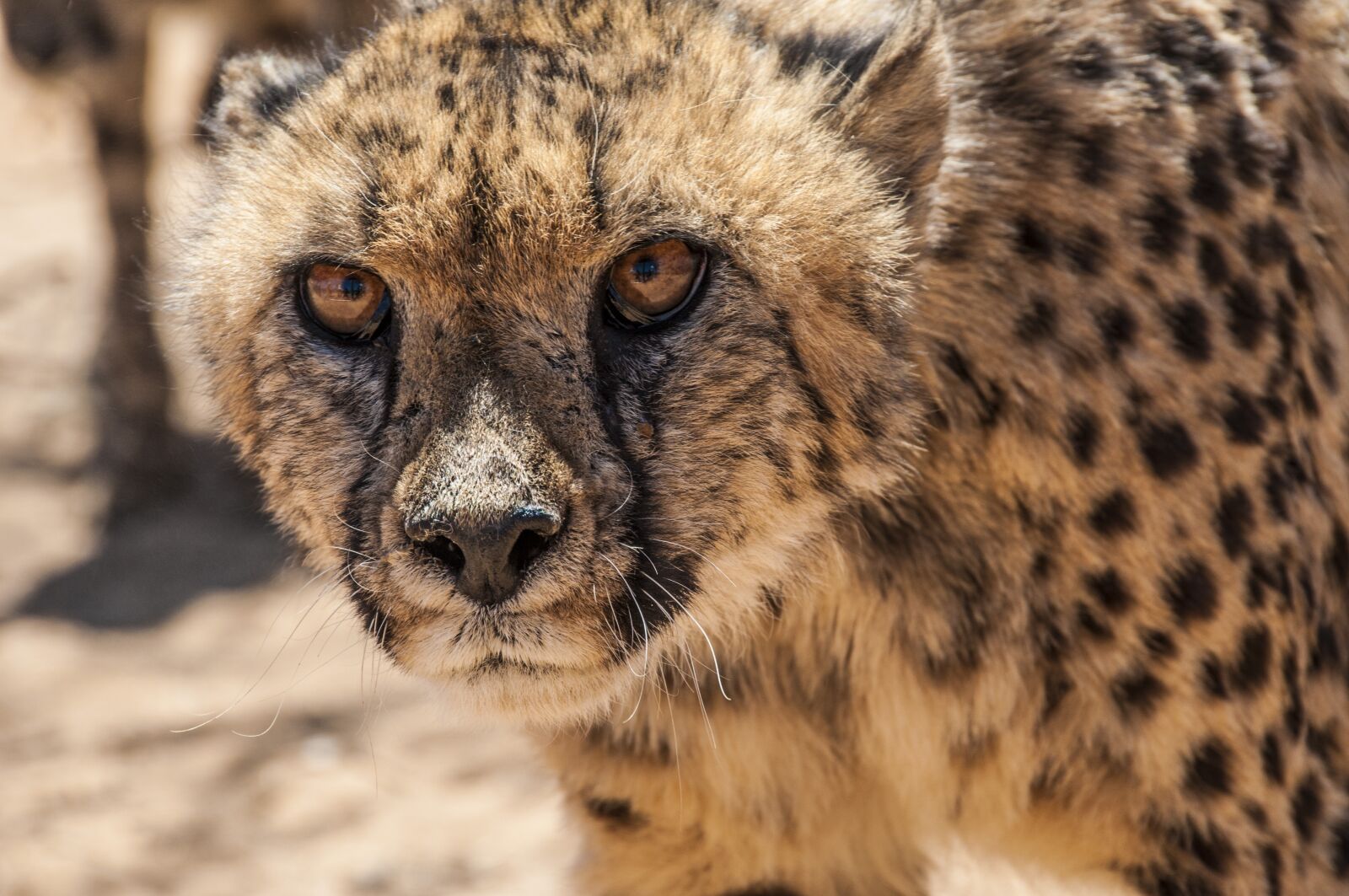 Nikon D300 sample photo. Cheetah, cat, big cat photography