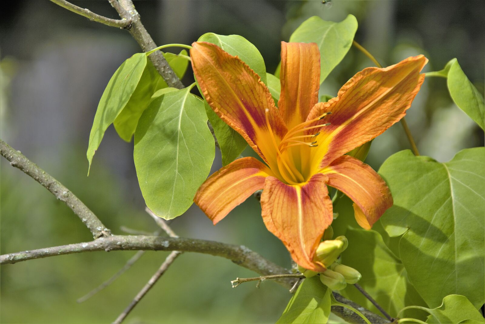 Nikon D7100 sample photo. Flower, daylily, orange photography