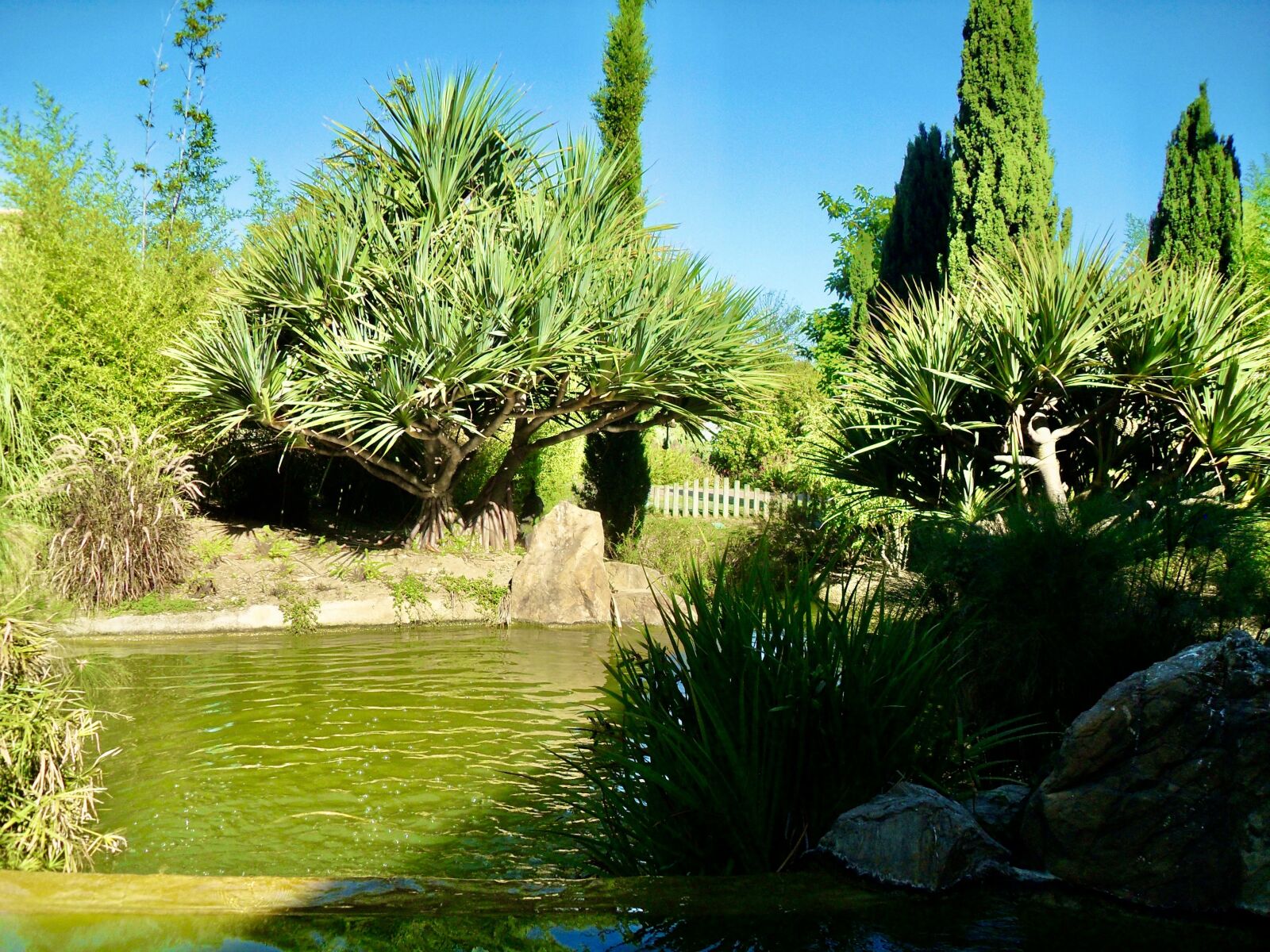 Samsung PL51 / VLUU PL51 /  SL203 sample photo. Trees, lake, benalmadena photography