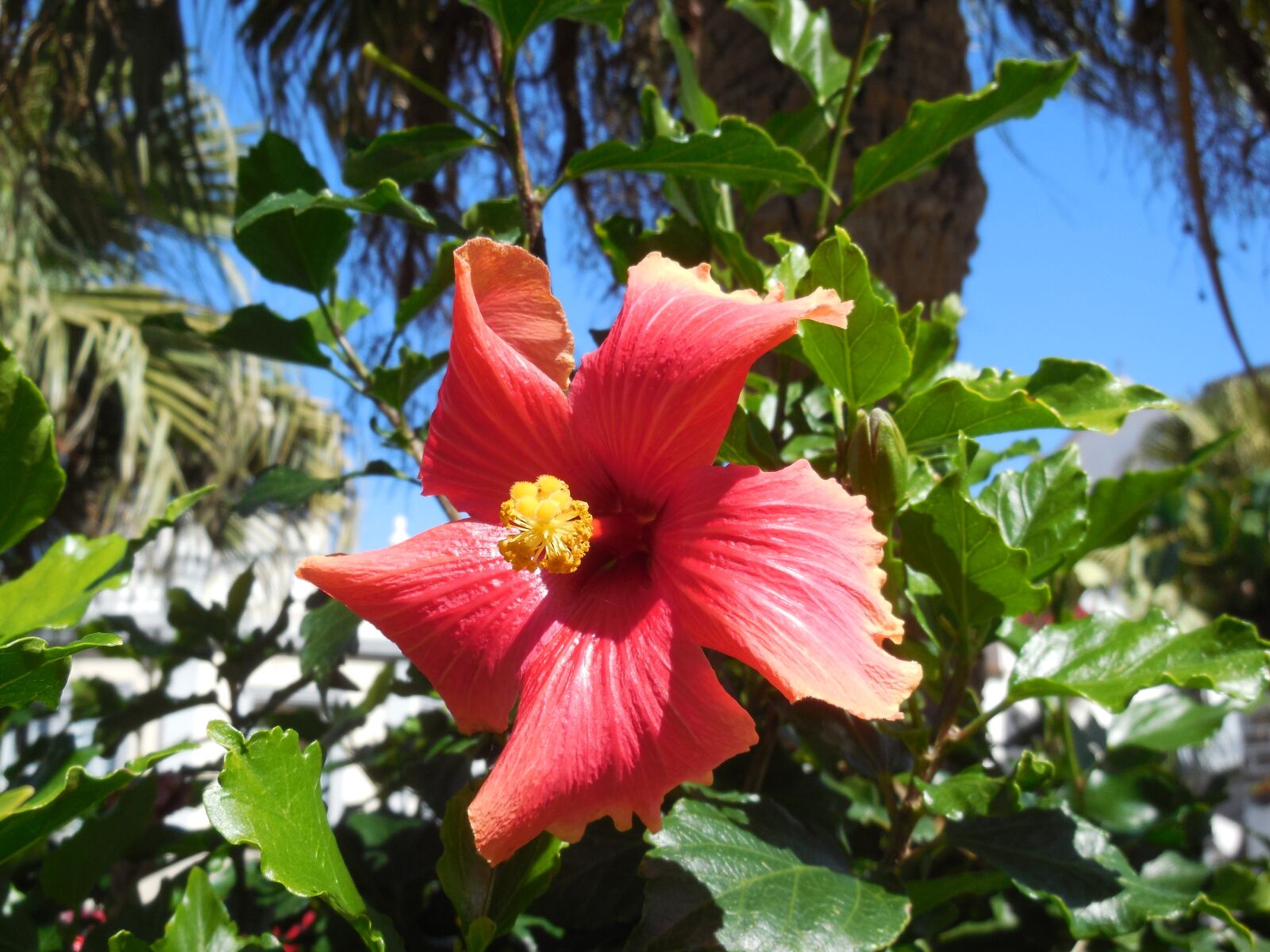Nikon Coolpix S6500 sample photo. Hibiscus, blossom, bloom photography
