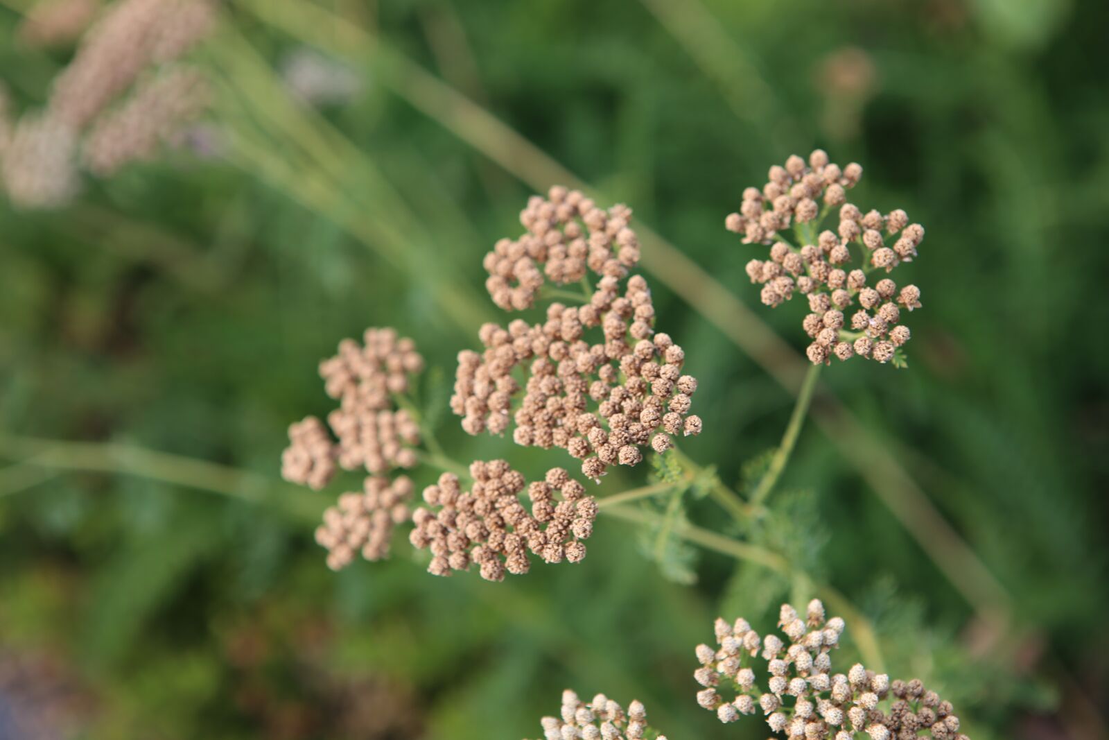 Canon EOS 6D + Canon EF 24-70mm F2.8L USM sample photo. Pretty flower, life, outing photography