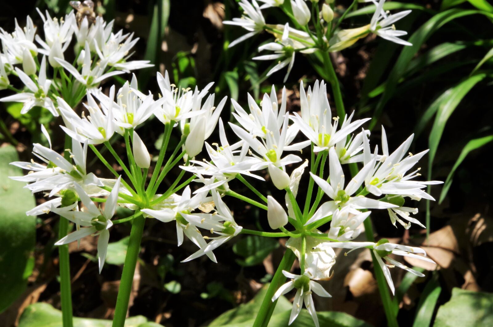 Pentax K-50 sample photo. Flowers, white flowers, wildflowers photography