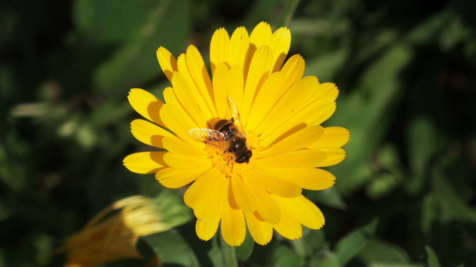 Panasonic Lumix DMC-FZ300 sample photo. Flower, yellow, blossom photography