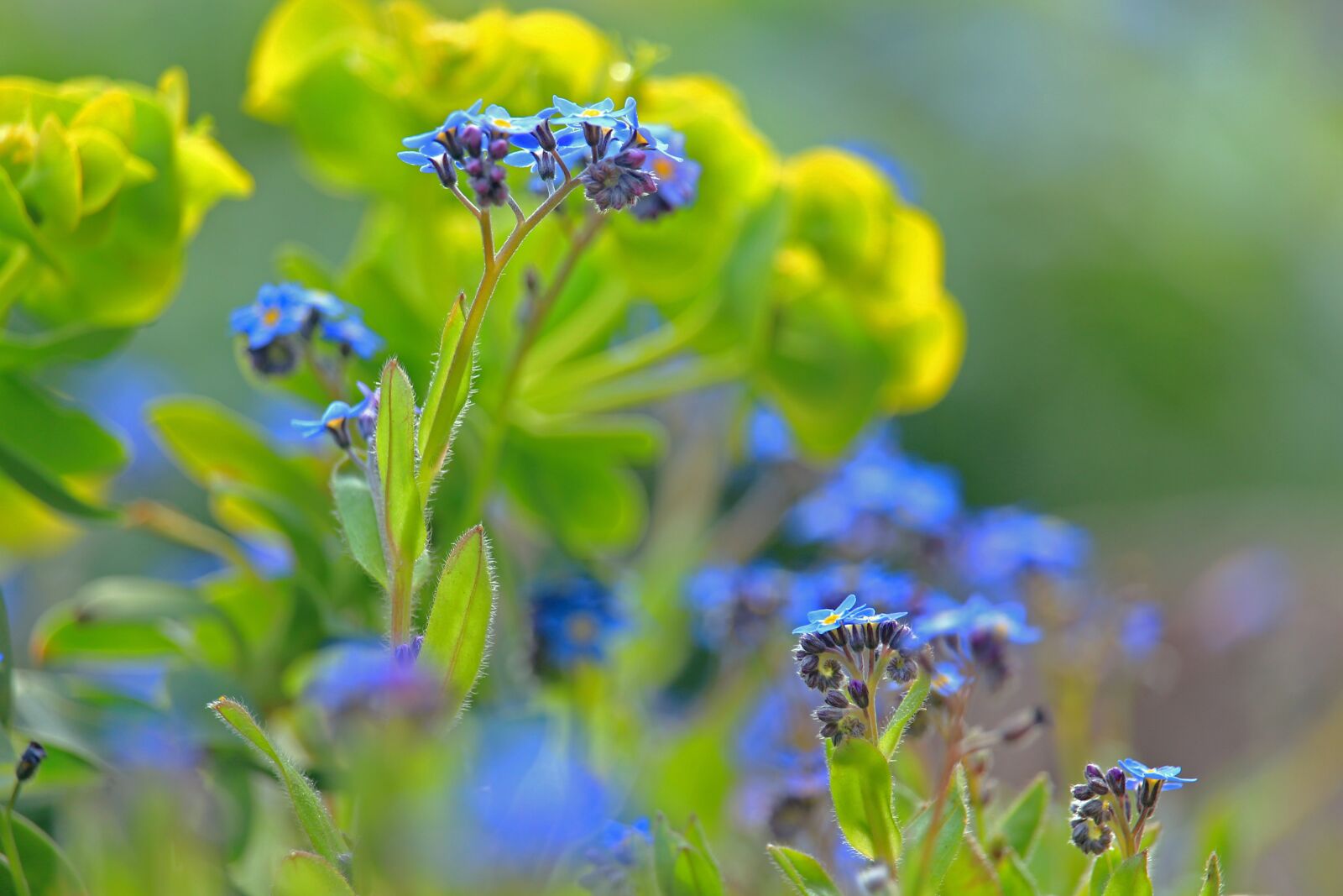 Canon EOS 700D (EOS Rebel T5i / EOS Kiss X7i) sample photo. Forget me not, spring photography