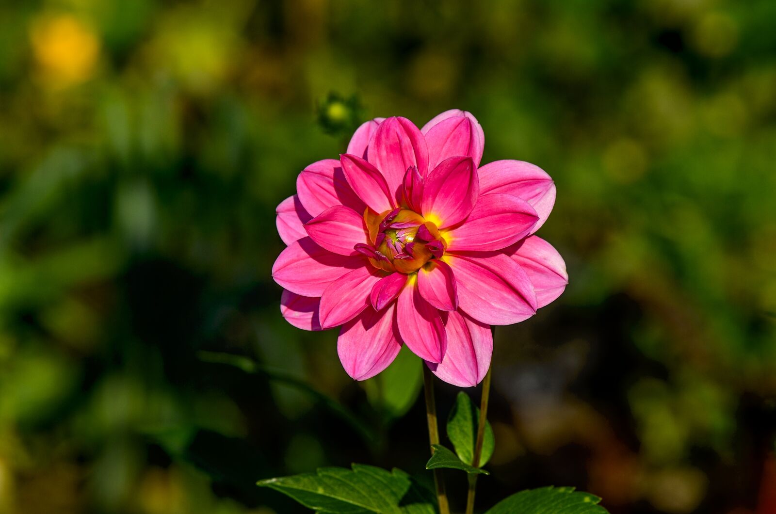 Nikon D7000 sample photo. Dahlia, flower, beauty photography