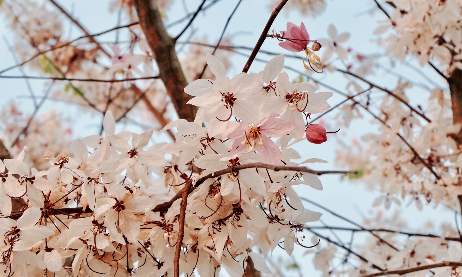 Fujifilm X-A2 + Fujifilm XC 16-50mm F3.5-5.6 OIS II sample photo. Sakura, flowers, pink photography