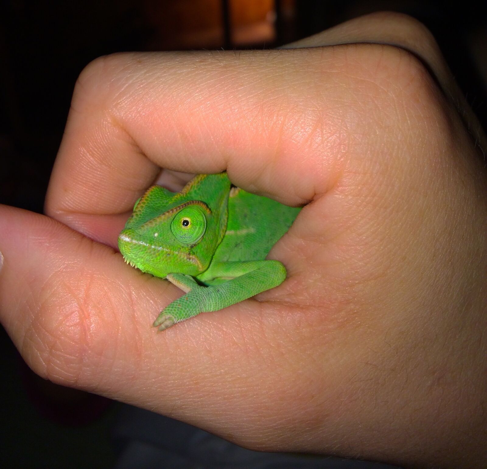iPhone 5s back camera 4.12mm f/2.2 sample photo. Chameleon, terrarium animals, insect photography